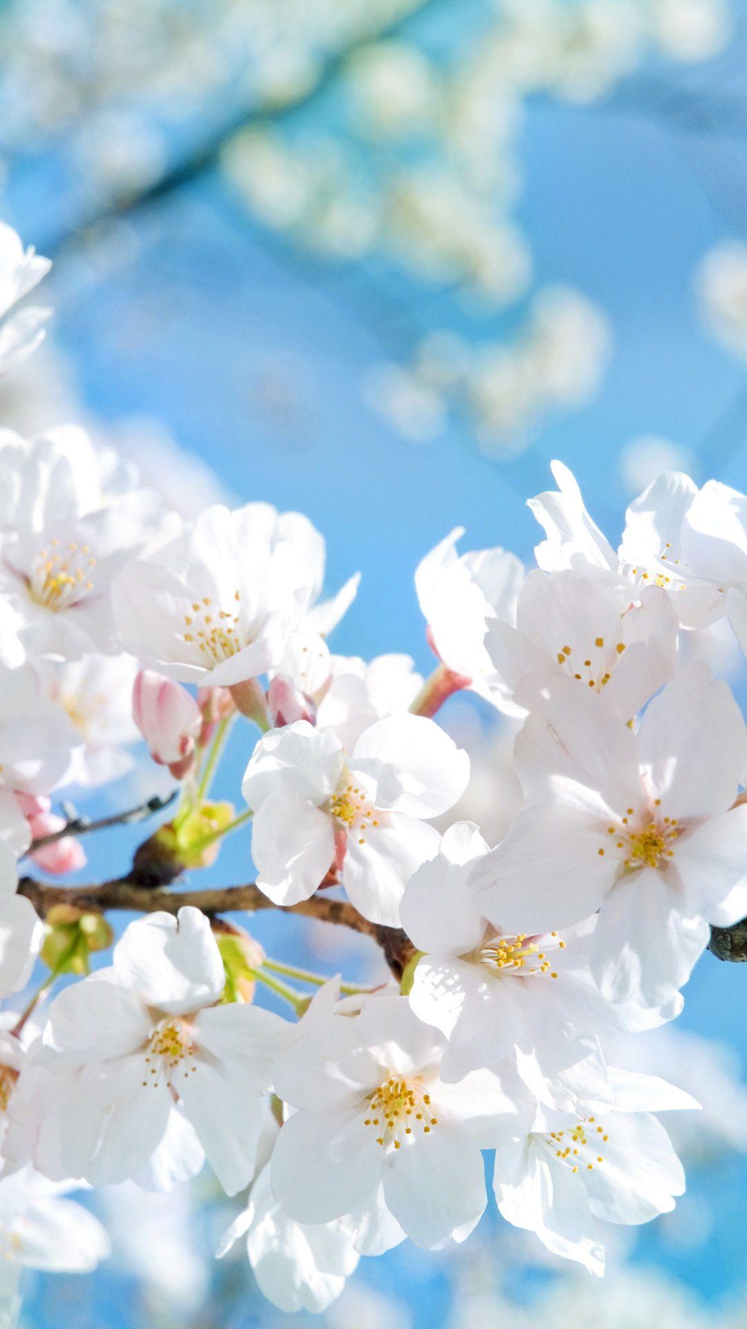 White Flower iPhone Wallpapers Top Free White Flower iPhone