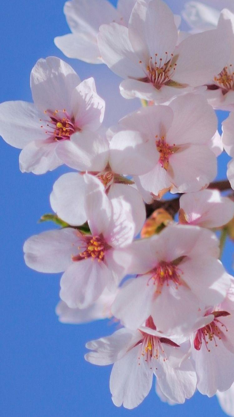 White Flower iPhone Wallpapers Top Free White Flower iPhone