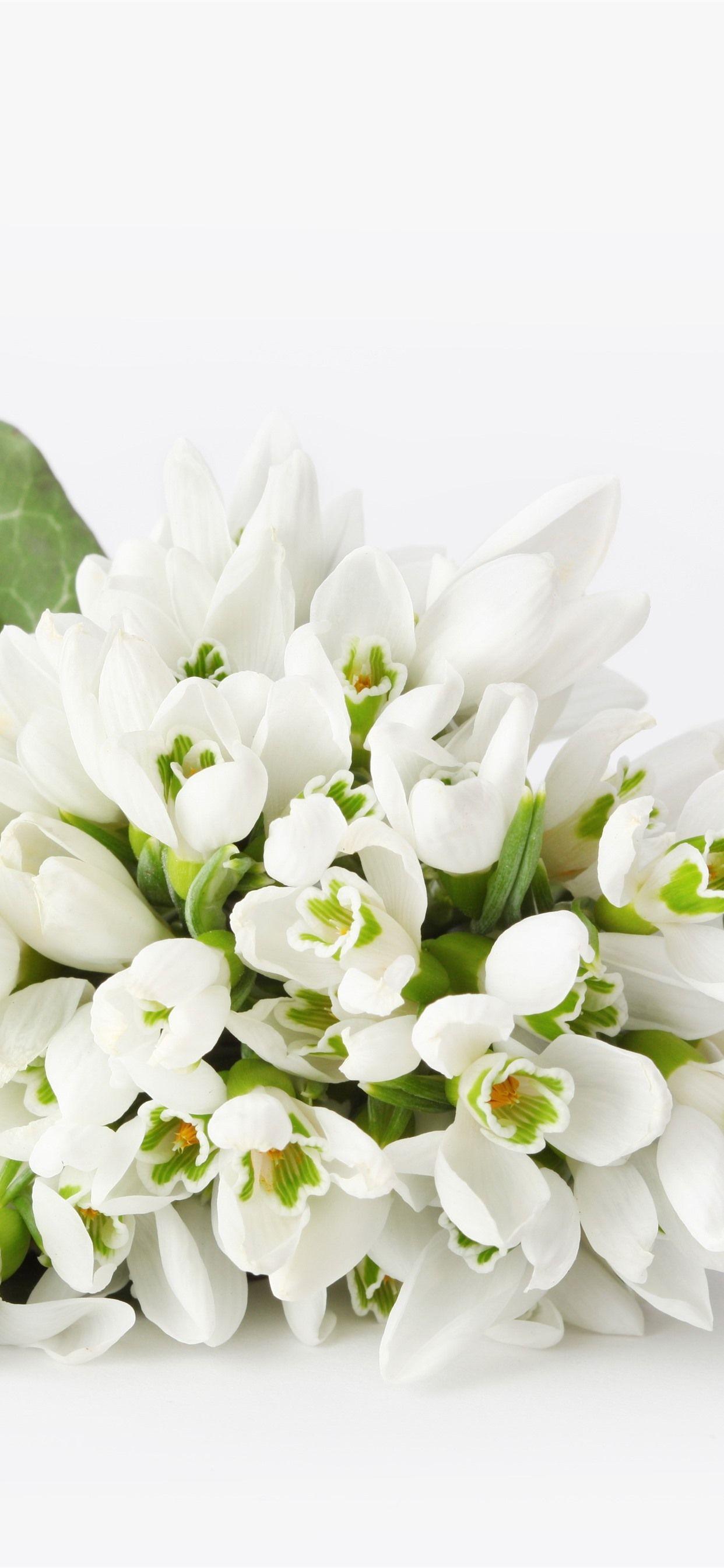 White Flower iPhone Wallpapers Top Free White Flower iPhone