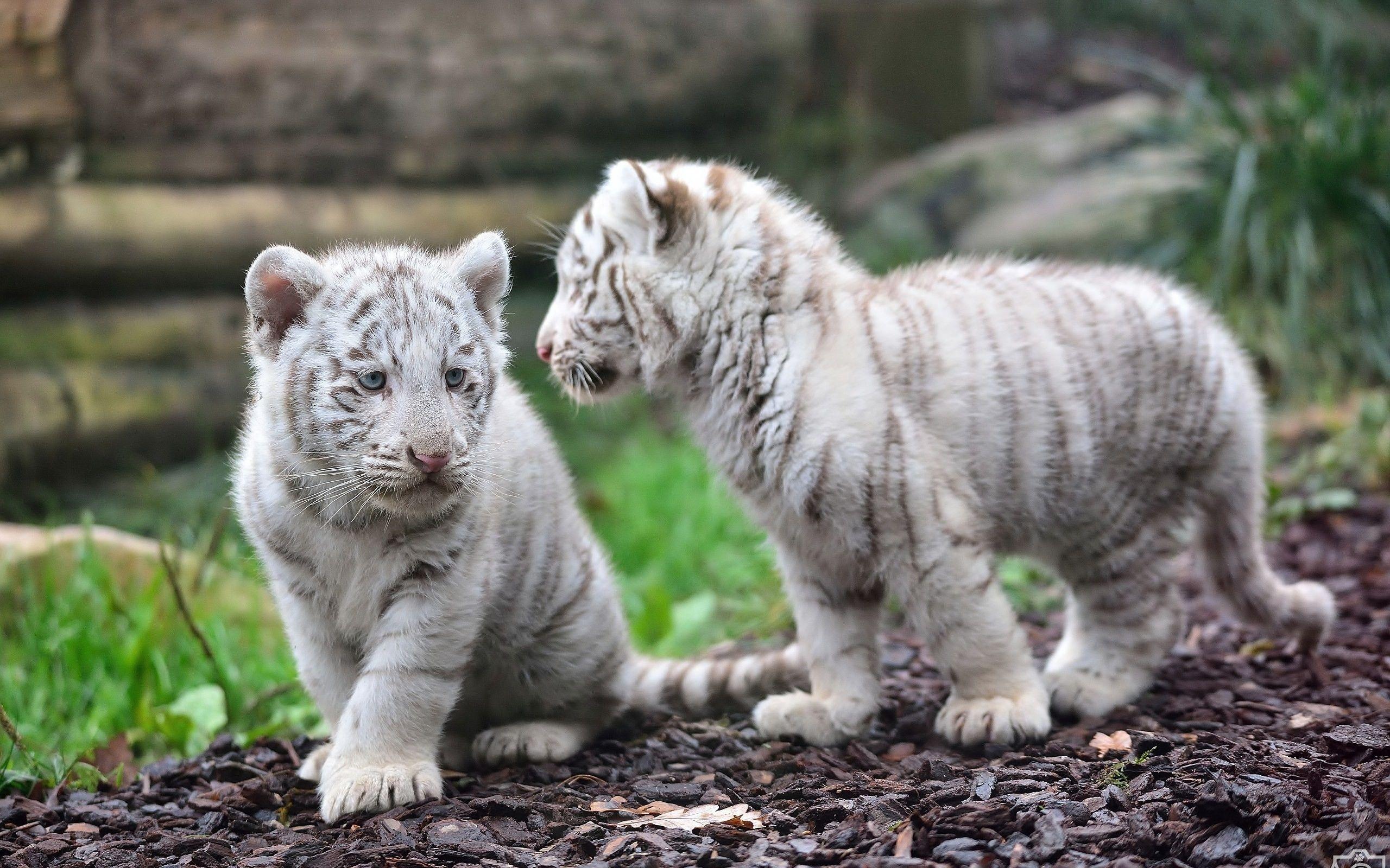 Baby White Tiger HD Wallpapers Top Free Baby White Tiger HD