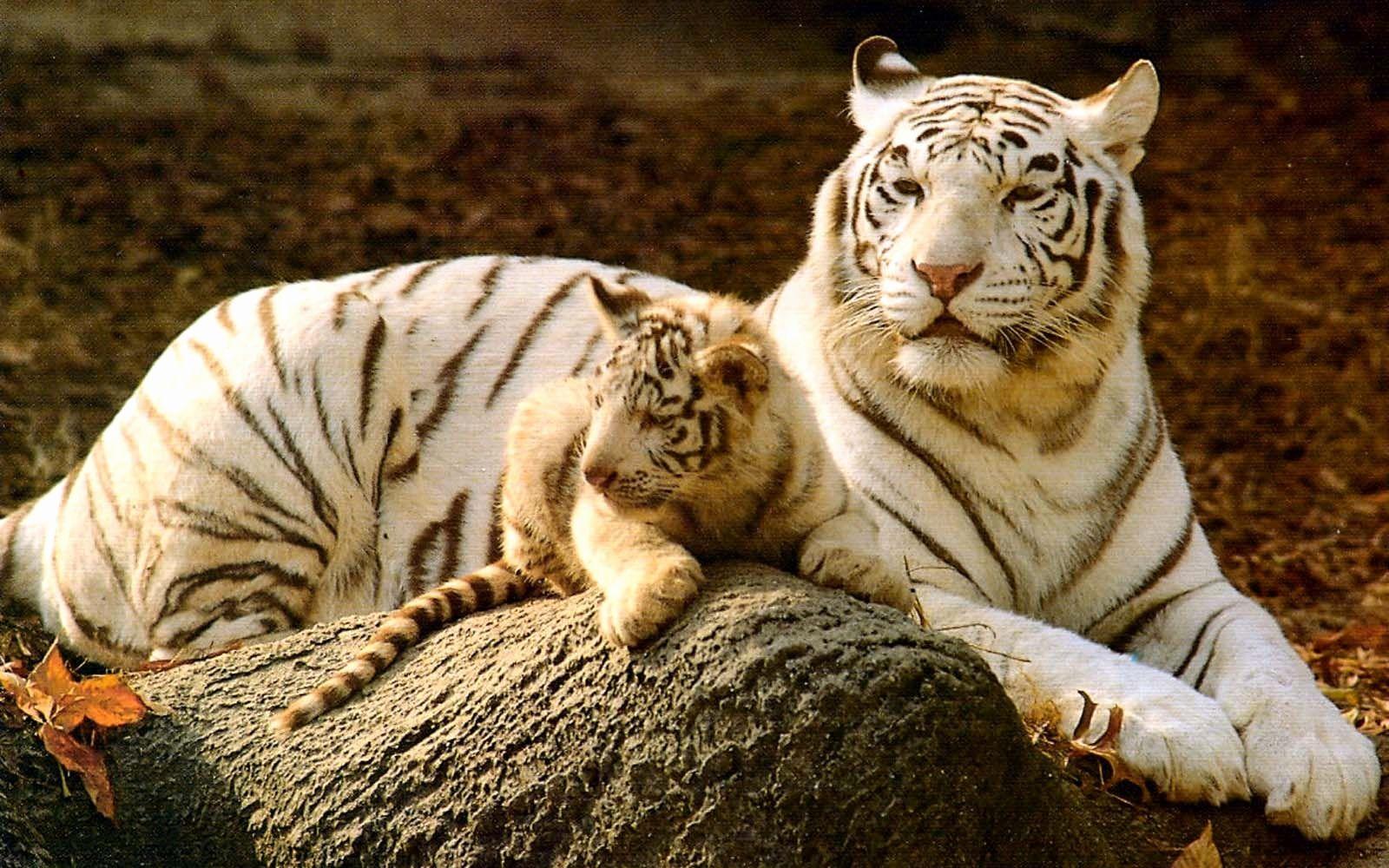 Baby White Tiger HD Wallpapers Top Free Baby White Tiger HD