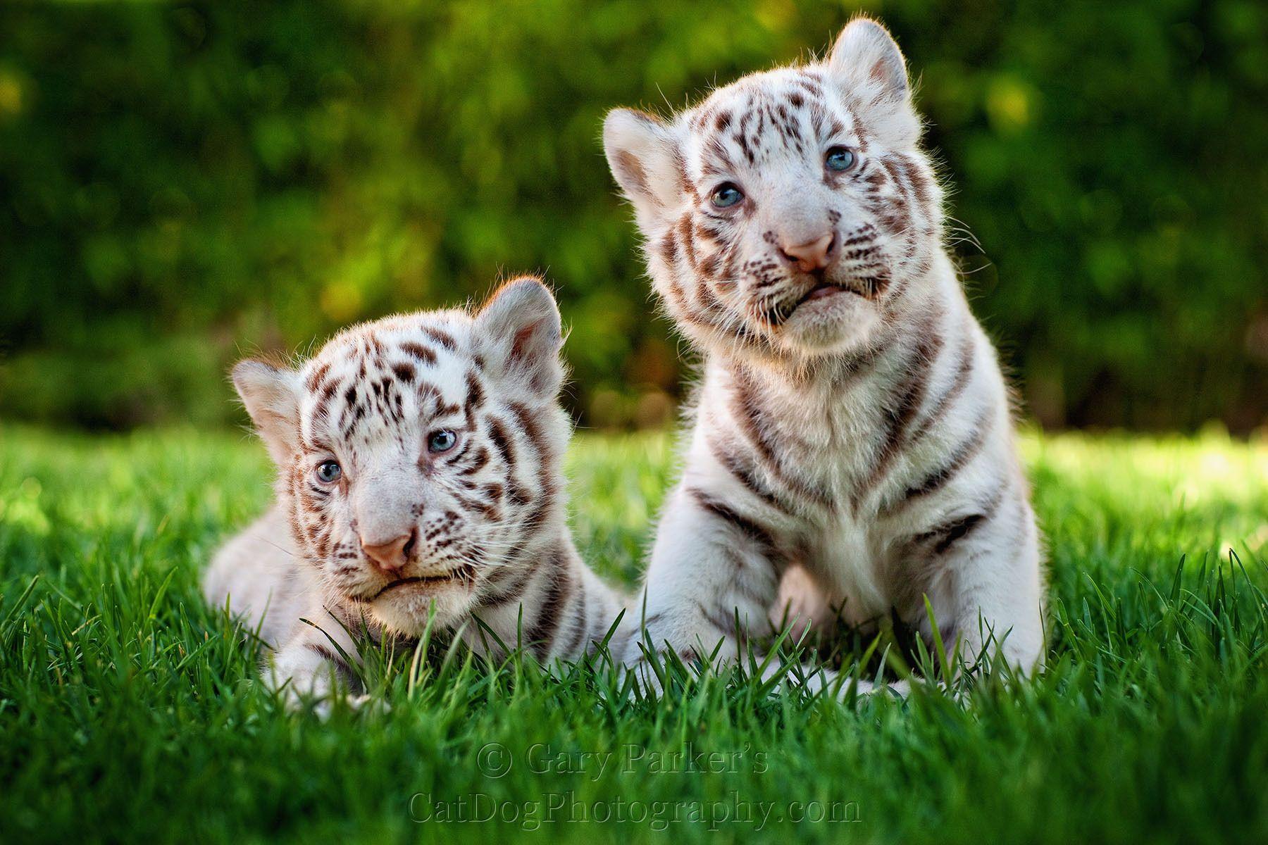 Cute Baby White Tigers Wallpapers Top Free Cute Baby White Tigers