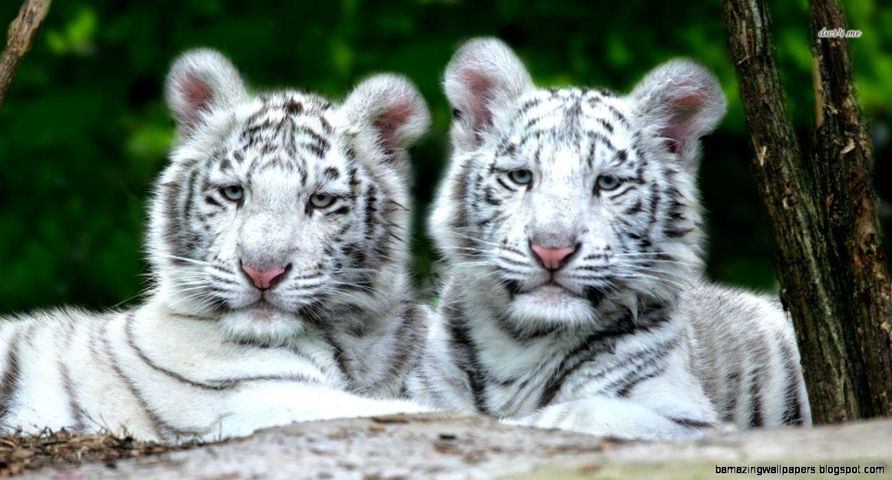 Baby White Tiger HD Wallpapers Top Free Baby White Tiger HD
