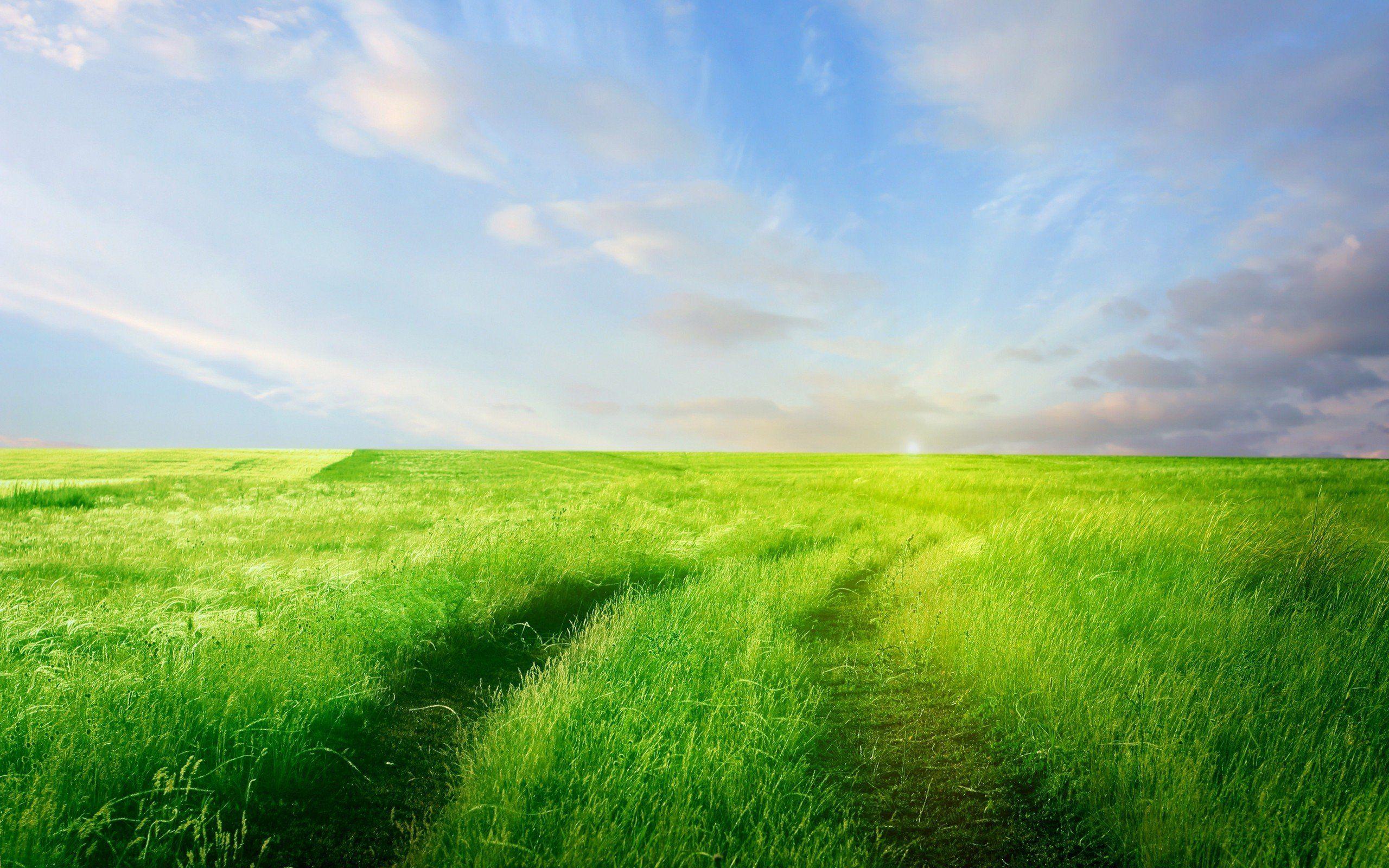 Grass Field Wallpapers Top Free Grass Field Backgrounds WallpaperAccess