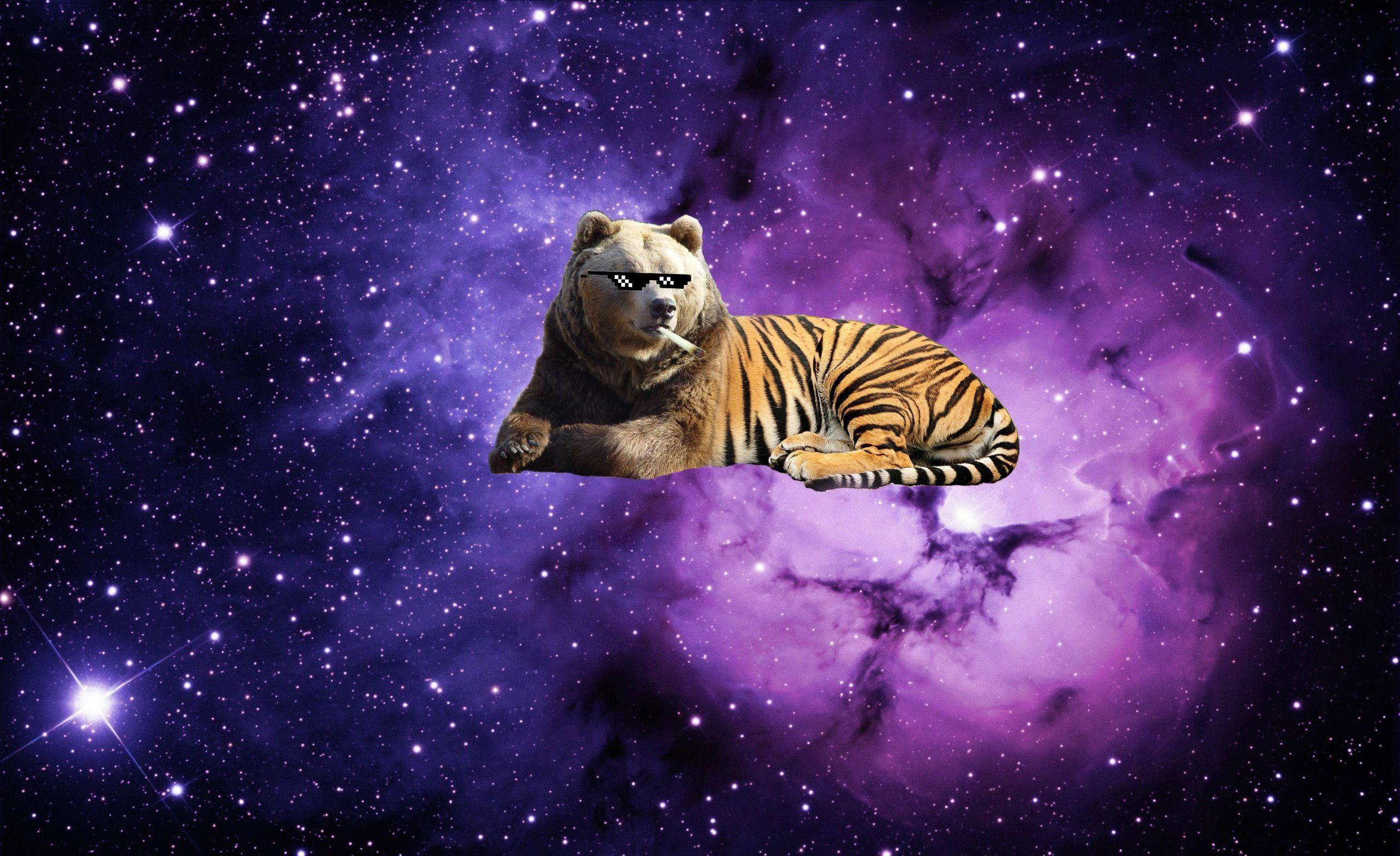 Space Tiger Wallpapers Top Free Space Tiger Backgrounds WallpaperAccess