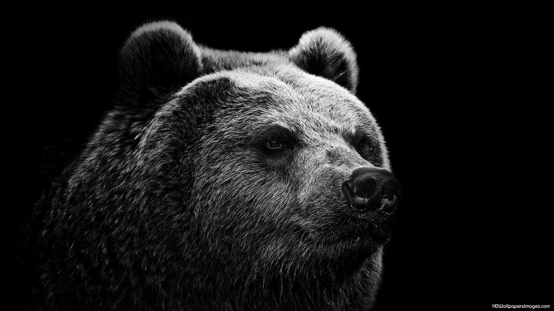 Cool Bear Wallpapers Top Free Cool Bear Backgrounds