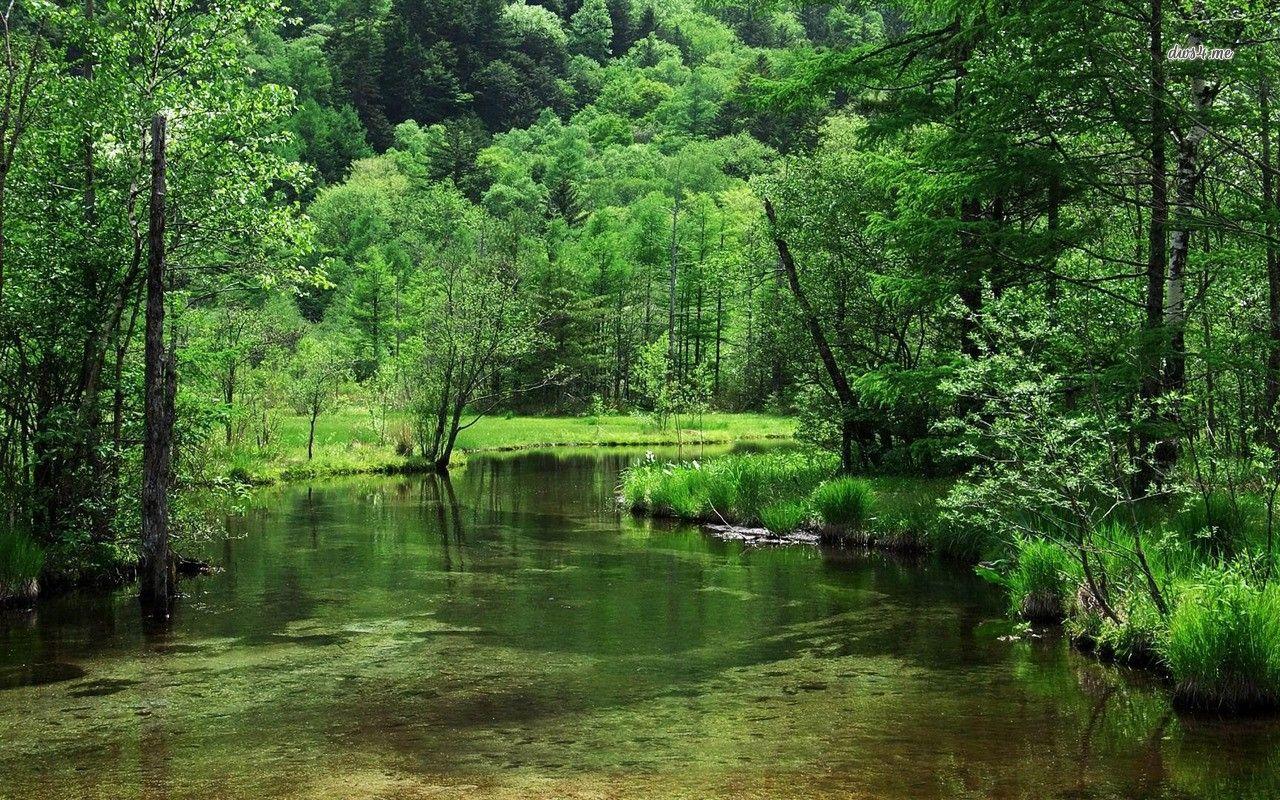 Japanese Forest Wallpapers Top Free Japanese Forest Backgrounds