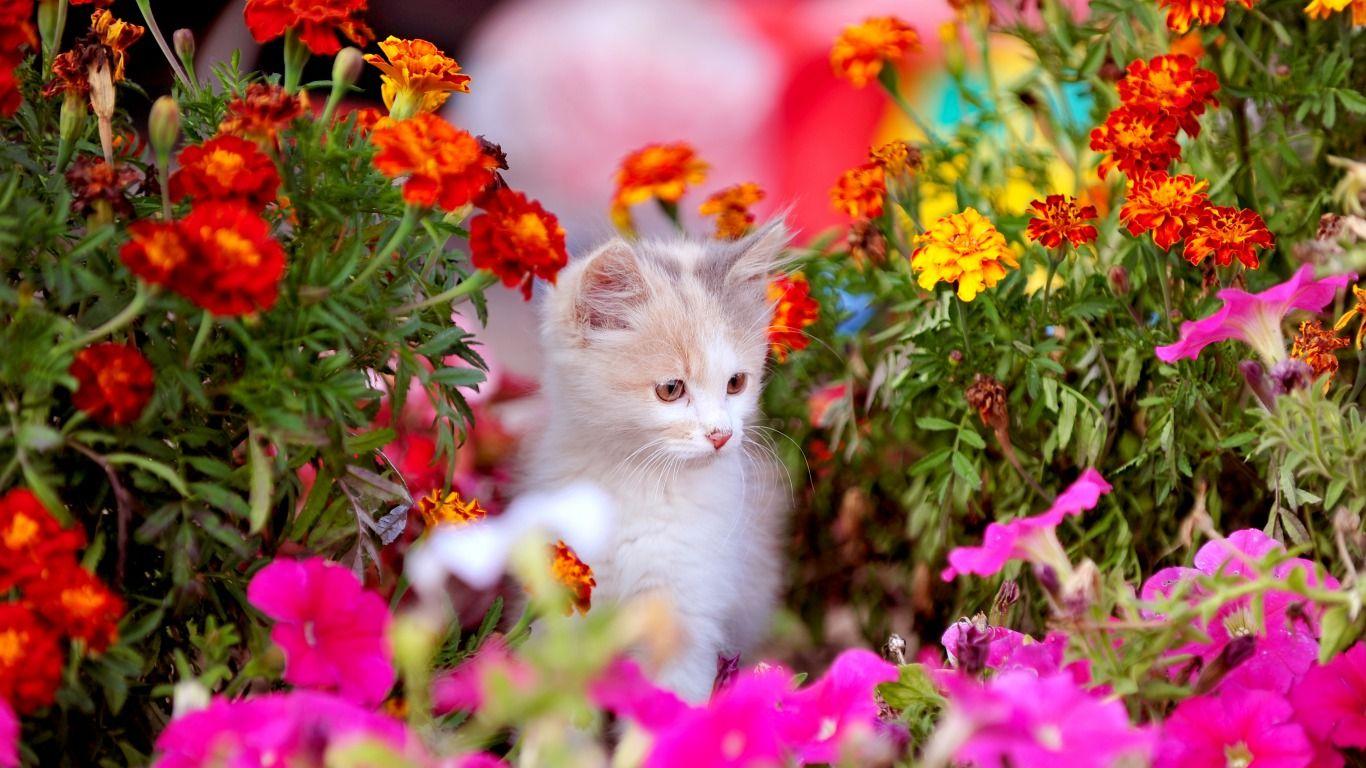 Spring Nature Animal Wallpapers Top Free Spring Nature Animal