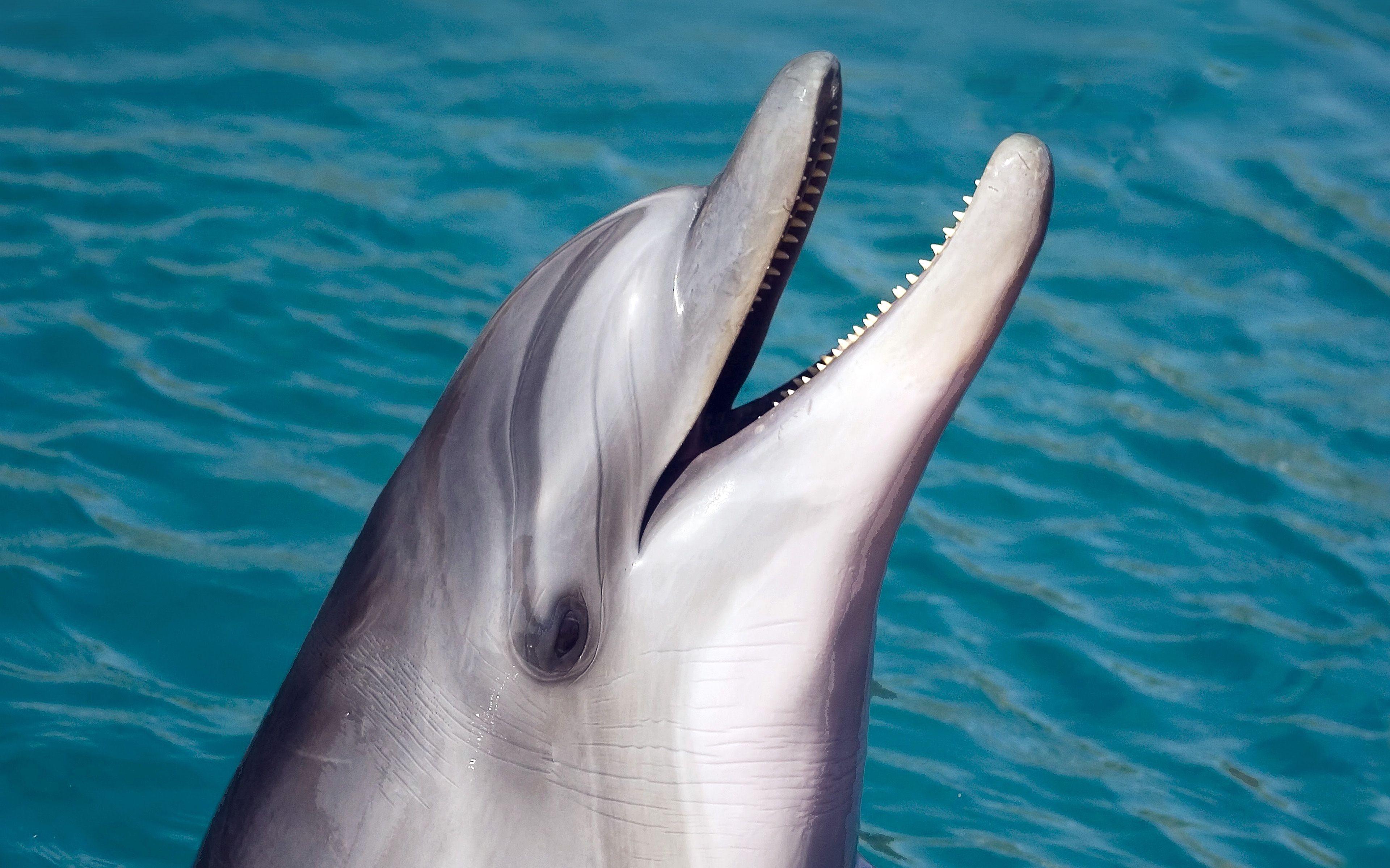 Cute Sea Animal Wallpapers Top Free Cute Sea Animal Backgrounds