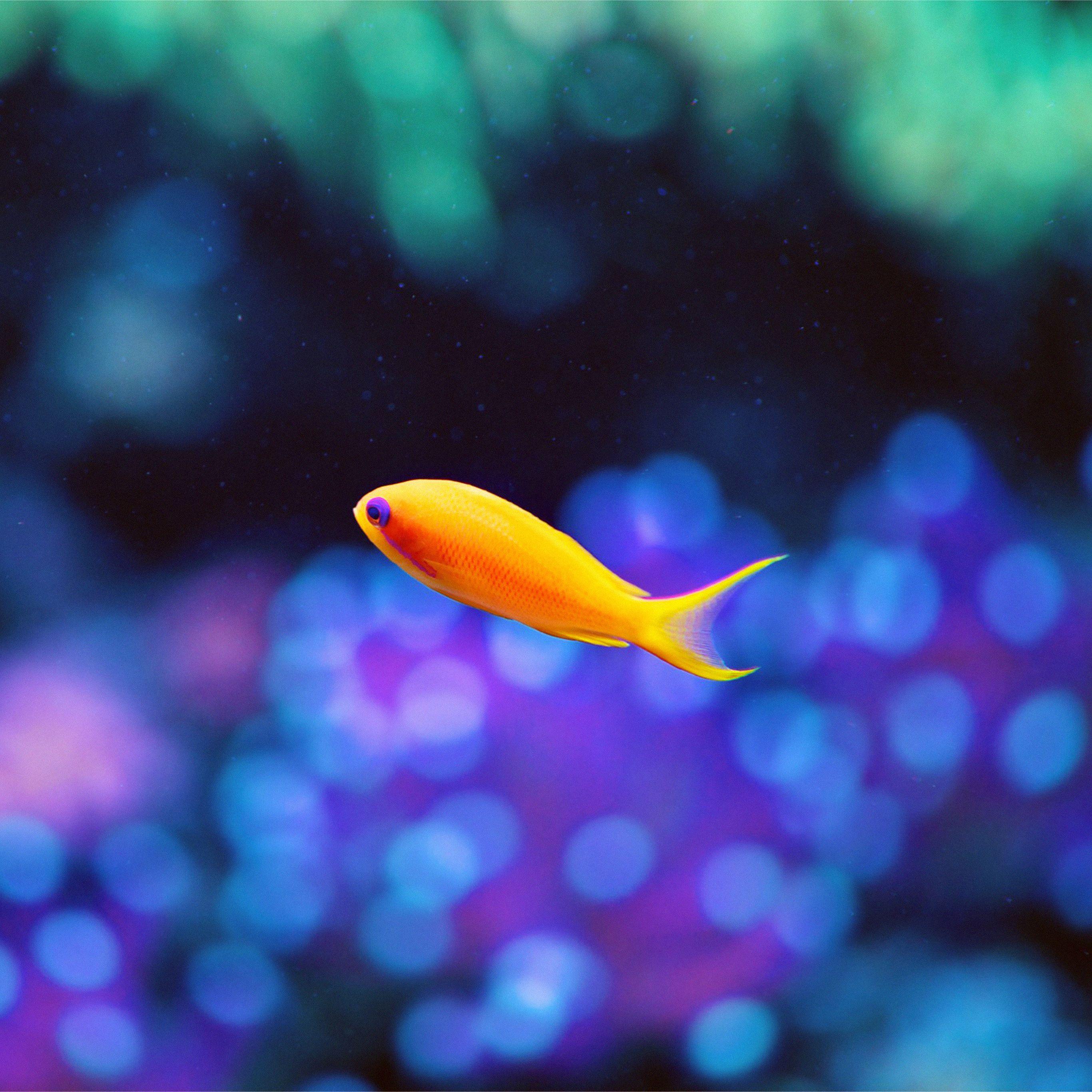 Cute Sea Animal Wallpapers Top Free Cute Sea Animal Backgrounds