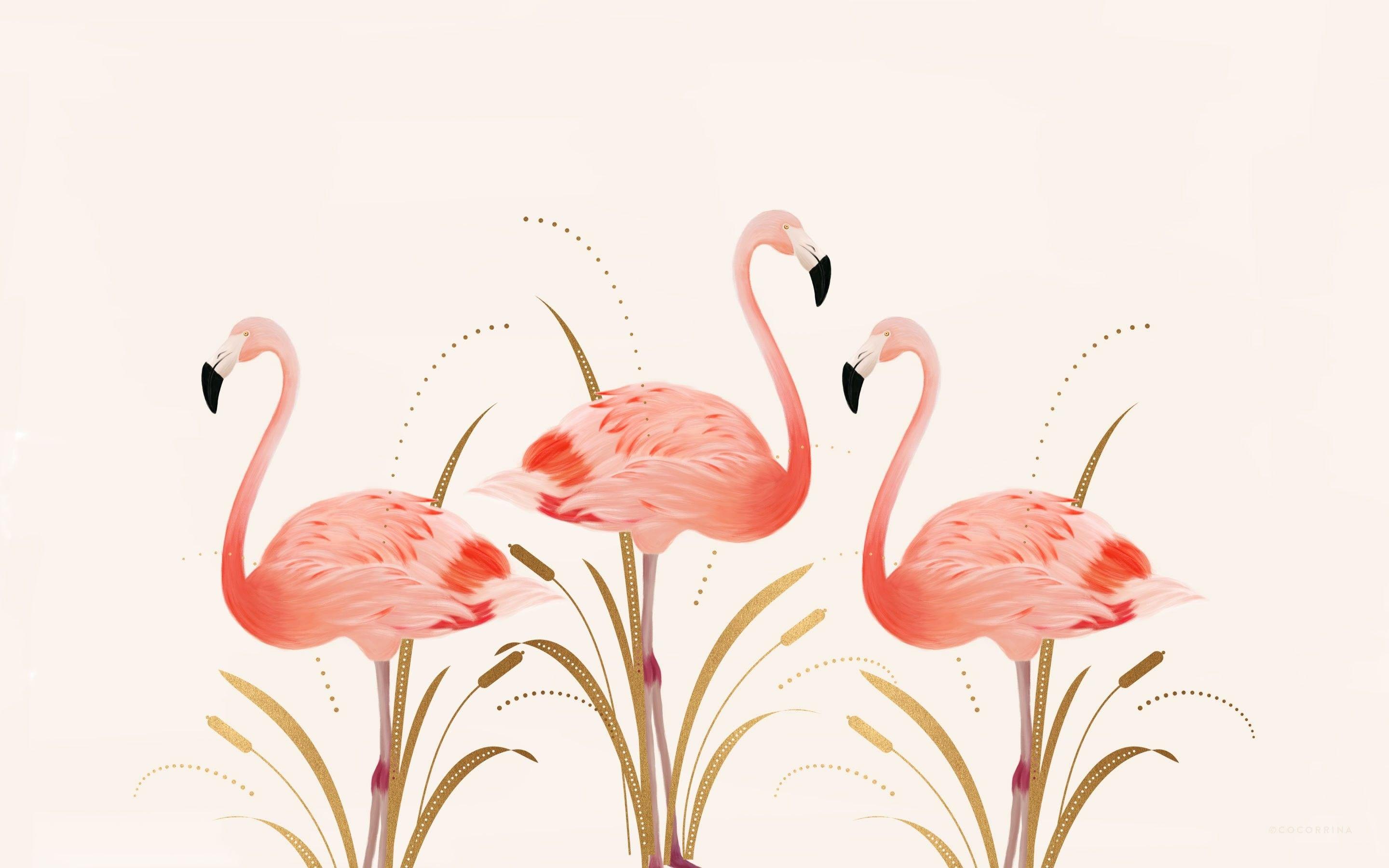 Cute Flamingo Wallpapers Top Free Cute Flamingo Backgrounds