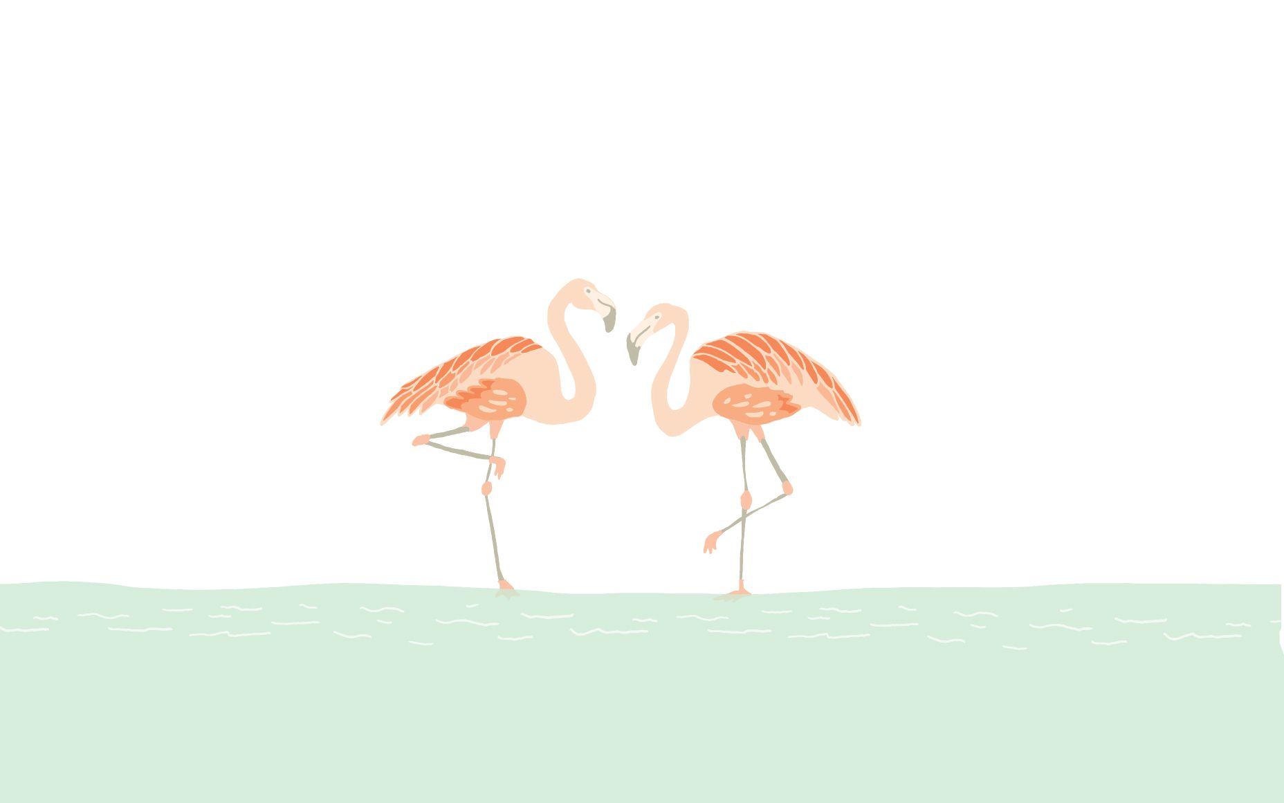 Cute Flamingo Wallpapers Top Free Cute Flamingo Backgrounds