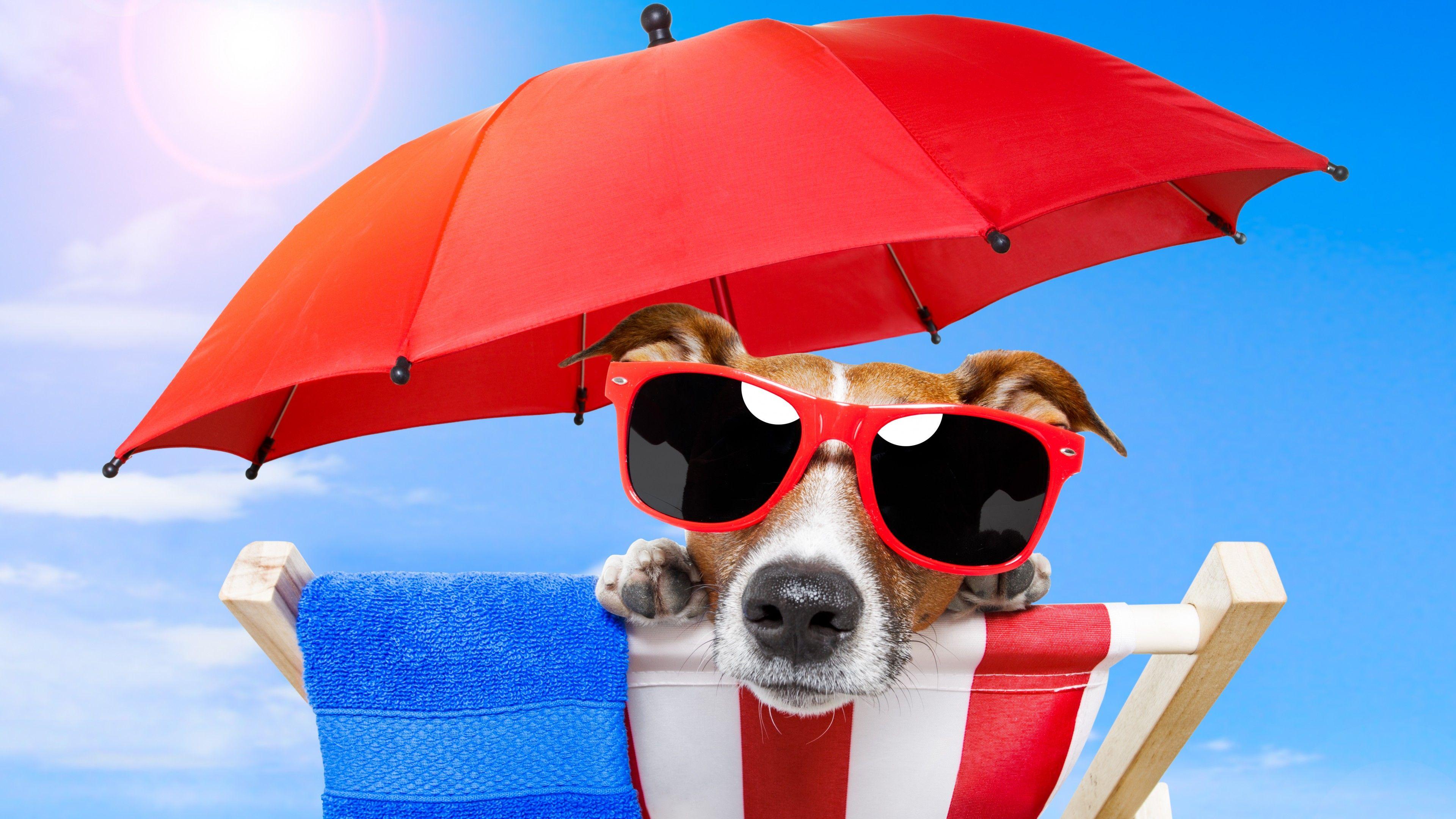 Summer Animal Wallpapers Top Free Summer Animal Backgrounds