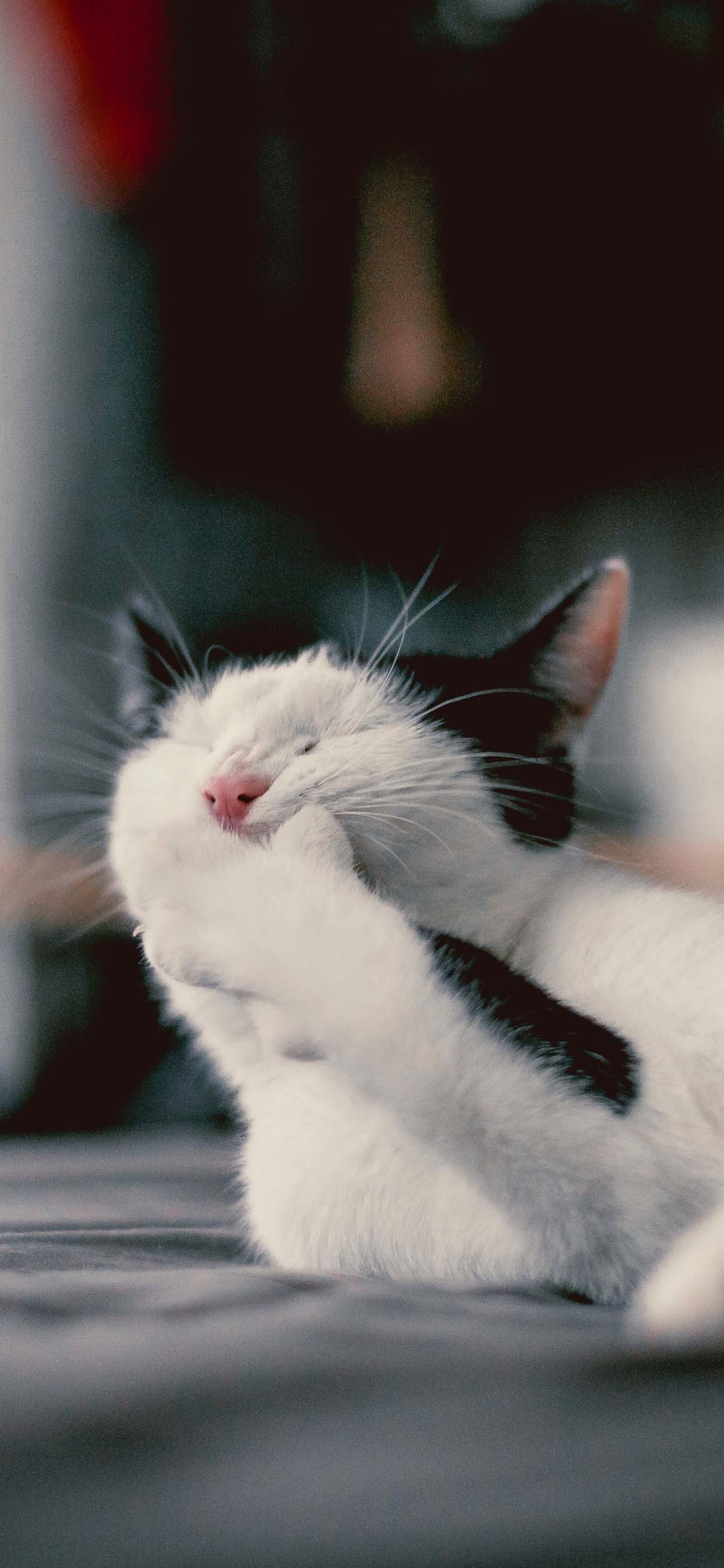 Funny Cat iPhone Wallpapers Top Free Funny Cat iPhone Backgrounds