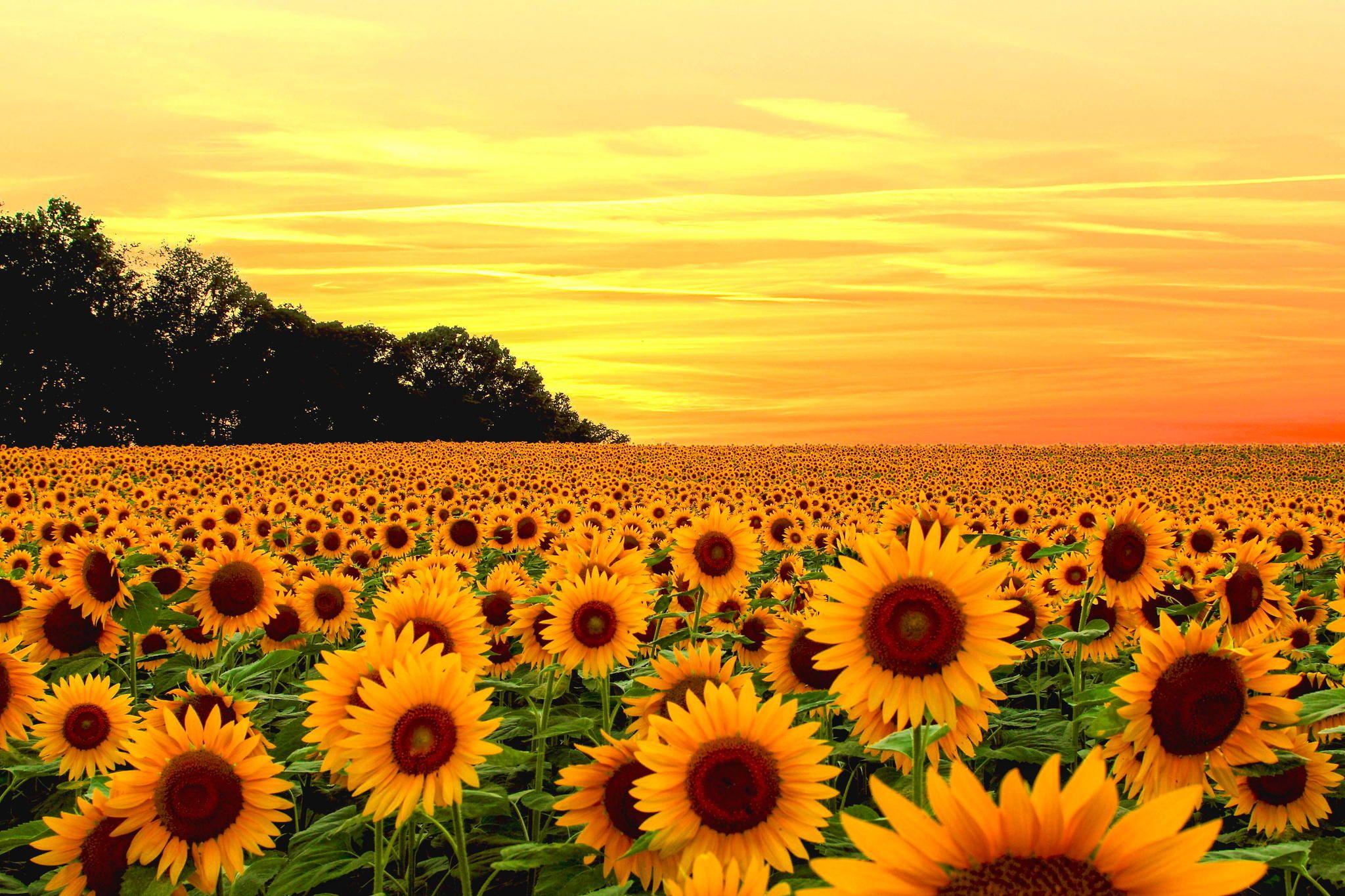 Sunflower Wallpapers Top Free Sunflower Backgrounds WallpaperAccess