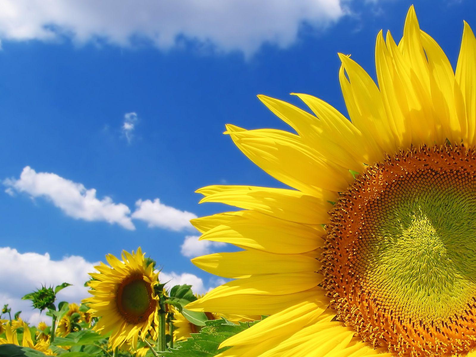 Sunflower Wallpapers Top Free Sunflower Backgrounds WallpaperAccess