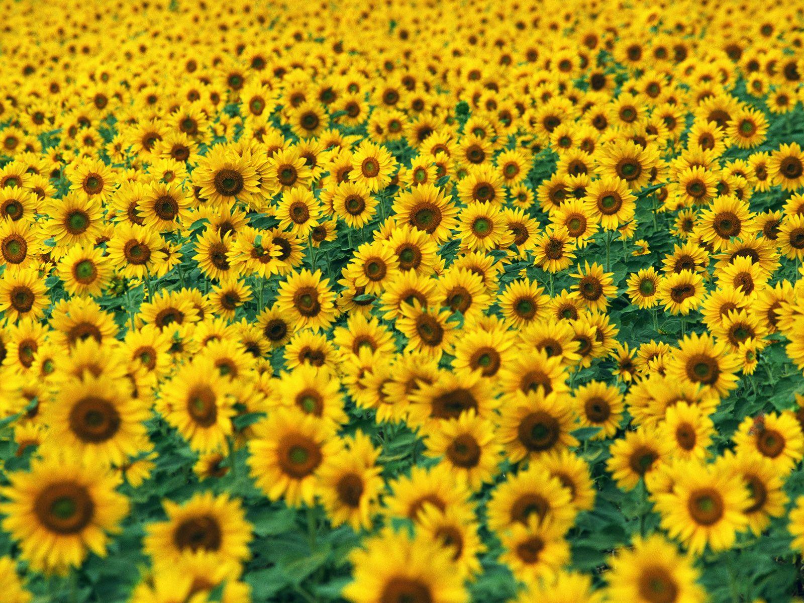 Sunflower Wallpapers Top Free Sunflower Backgrounds WallpaperAccess