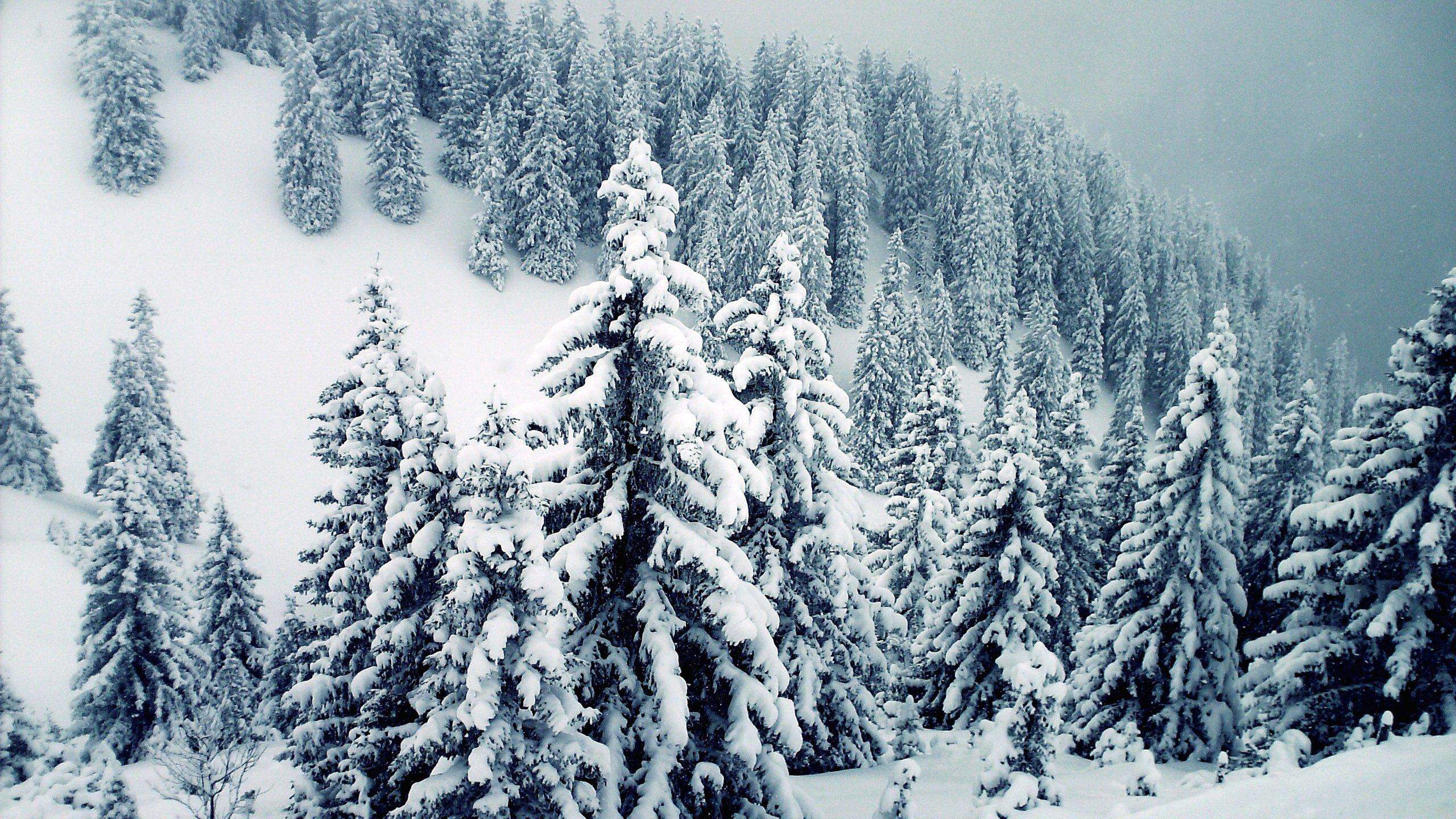 Snow Trees Wallpapers Top Free Snow Trees Backgrounds WallpaperAccess