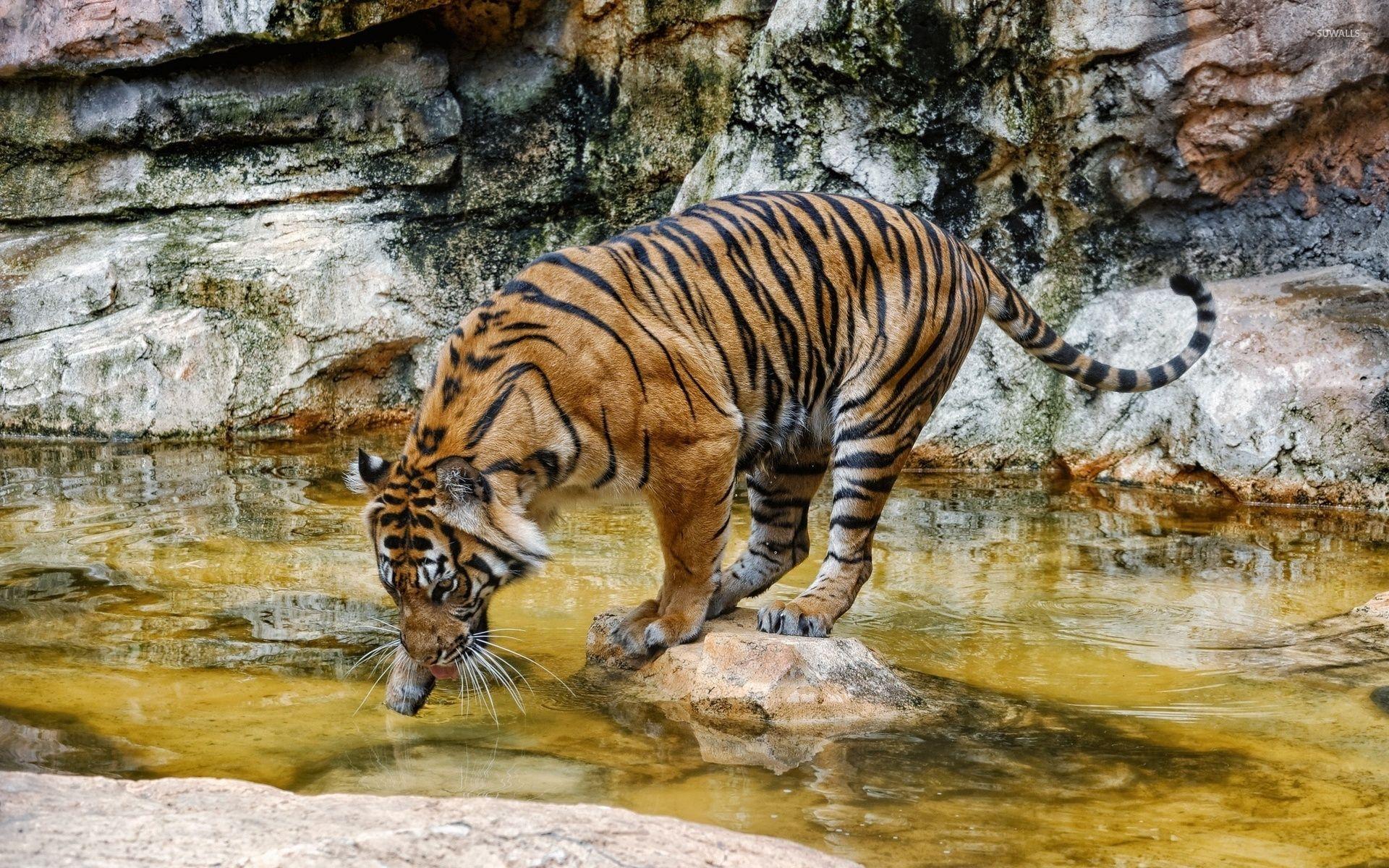 Tiger Drinking Water Wallpapers Top Free Tiger Drinking Water
