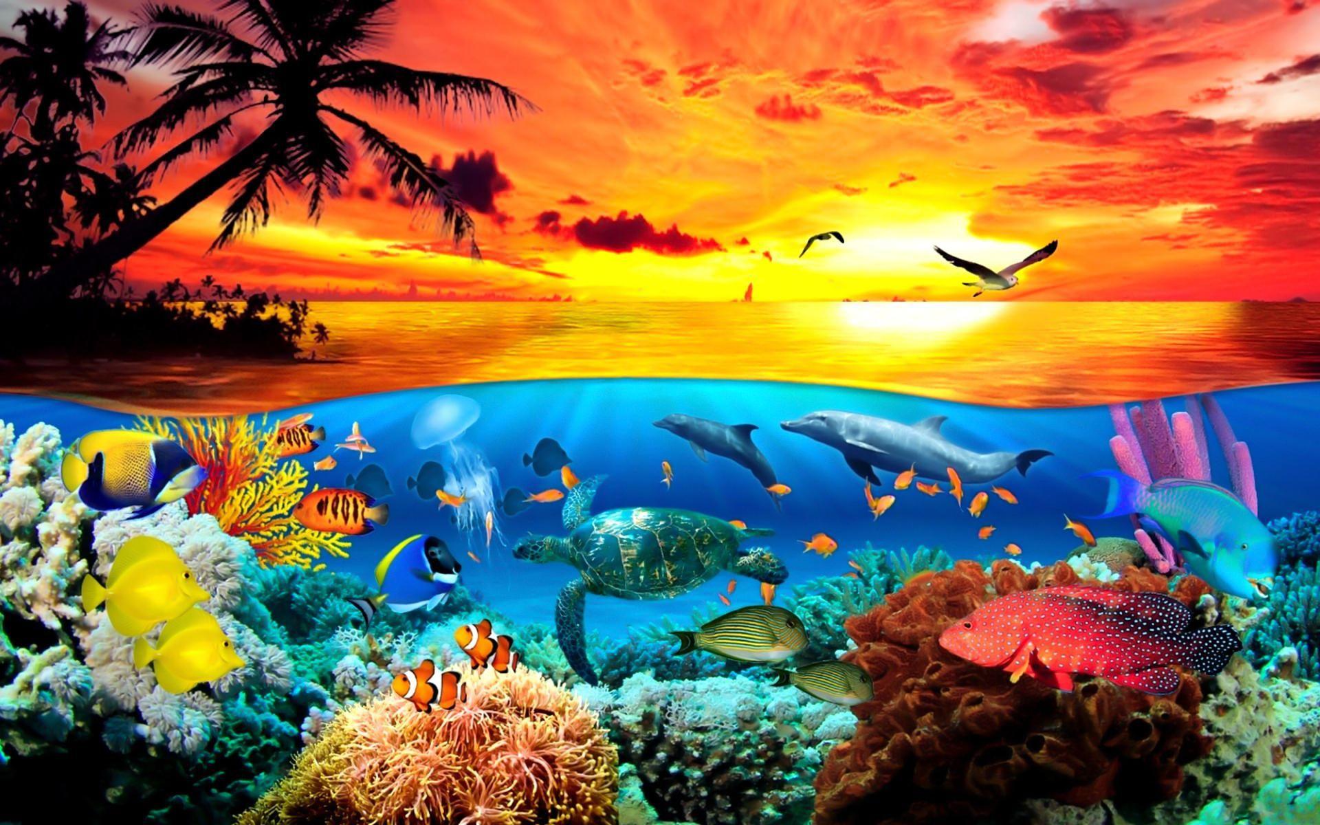 Sea Creatures Wallpapers Top Free Sea Creatures Backgrounds