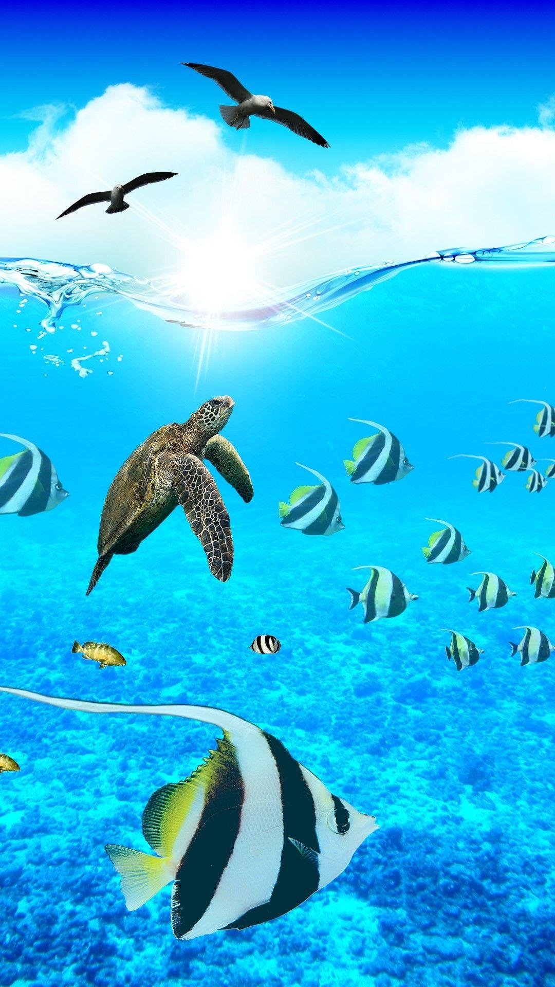 Sea Creatures Wallpapers Top Free Sea Creatures Backgrounds
