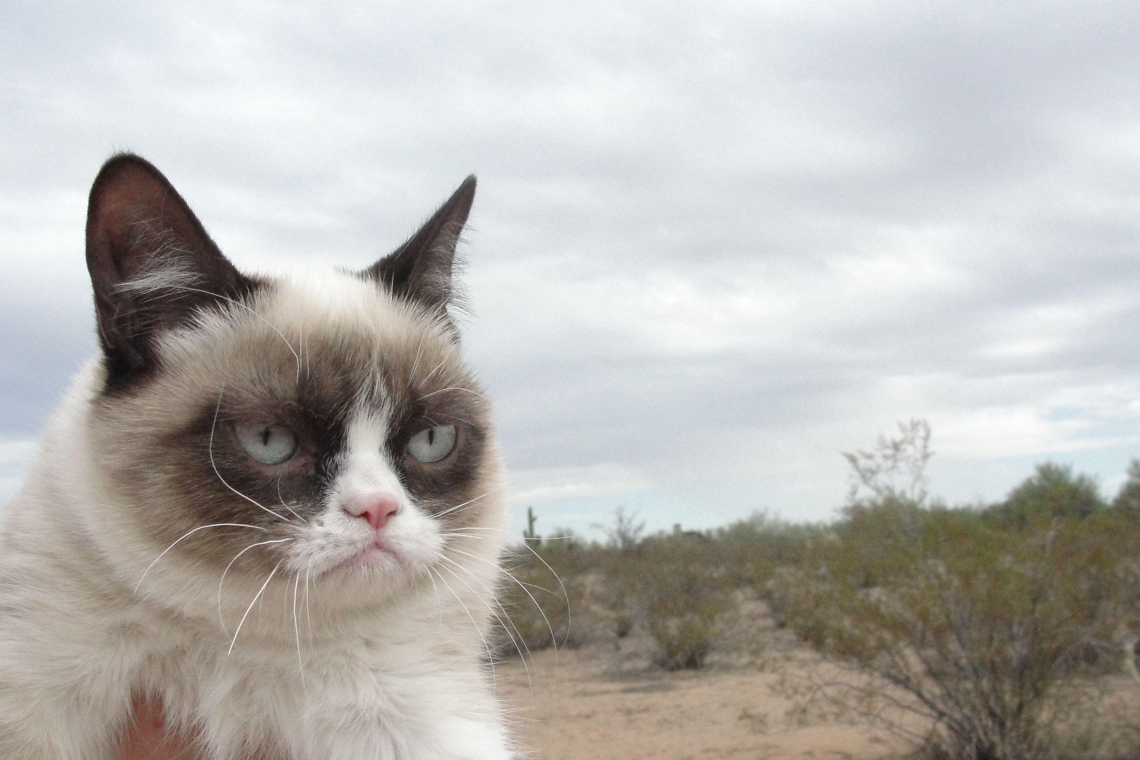 Grumpy Cat Wallpapers Top Free Grumpy Cat Backgrounds WallpaperAccess