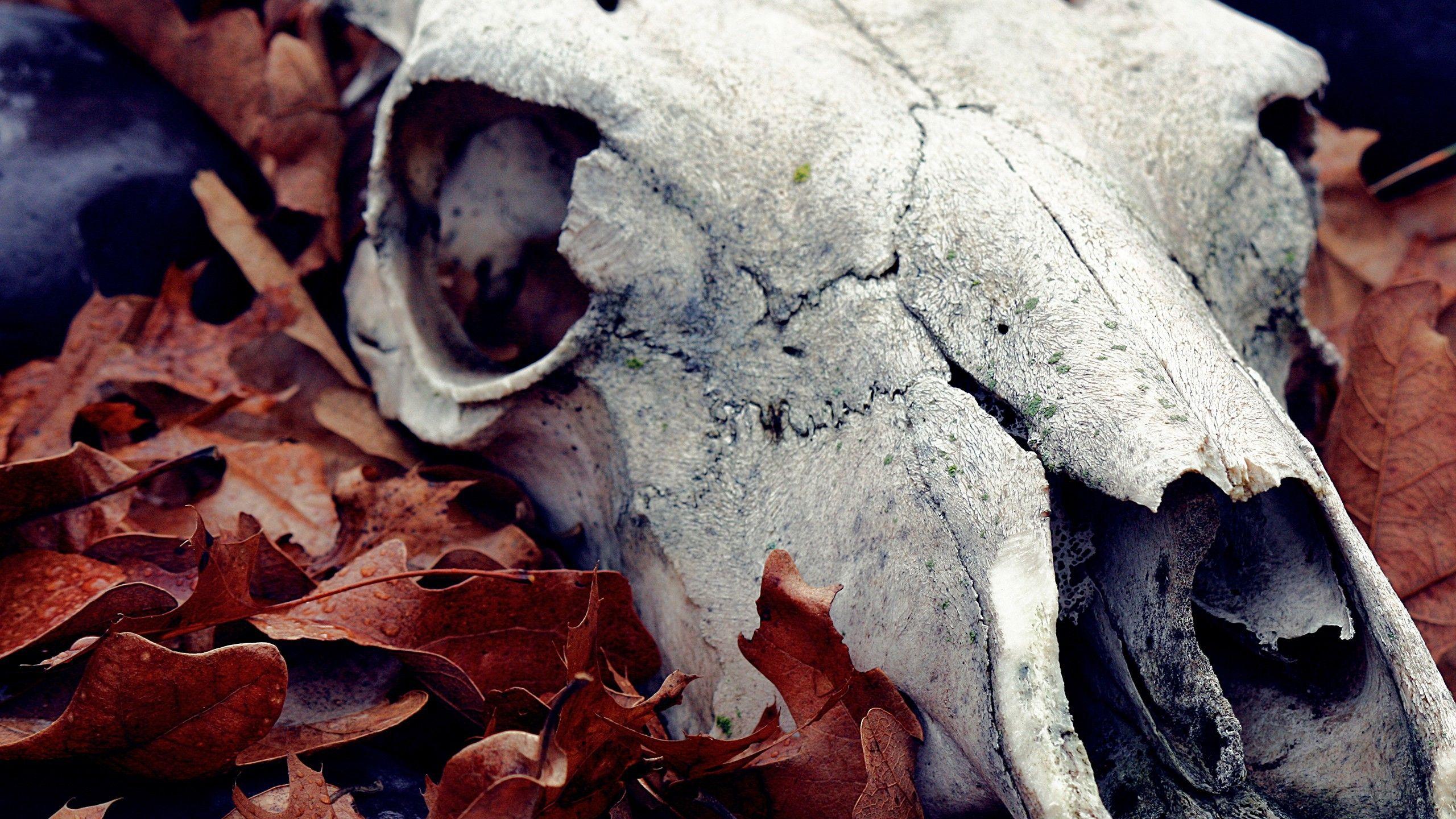 Animal Skull Wallpapers Top Free Animal Skull Backgrounds