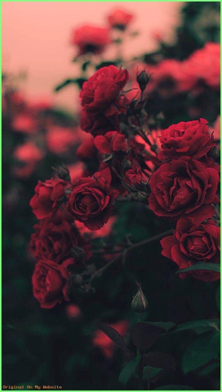 Pastel Red Aesthetic Wallpapers Top Free Pastel Red Aesthetic Backgrounds WallpaperAccess