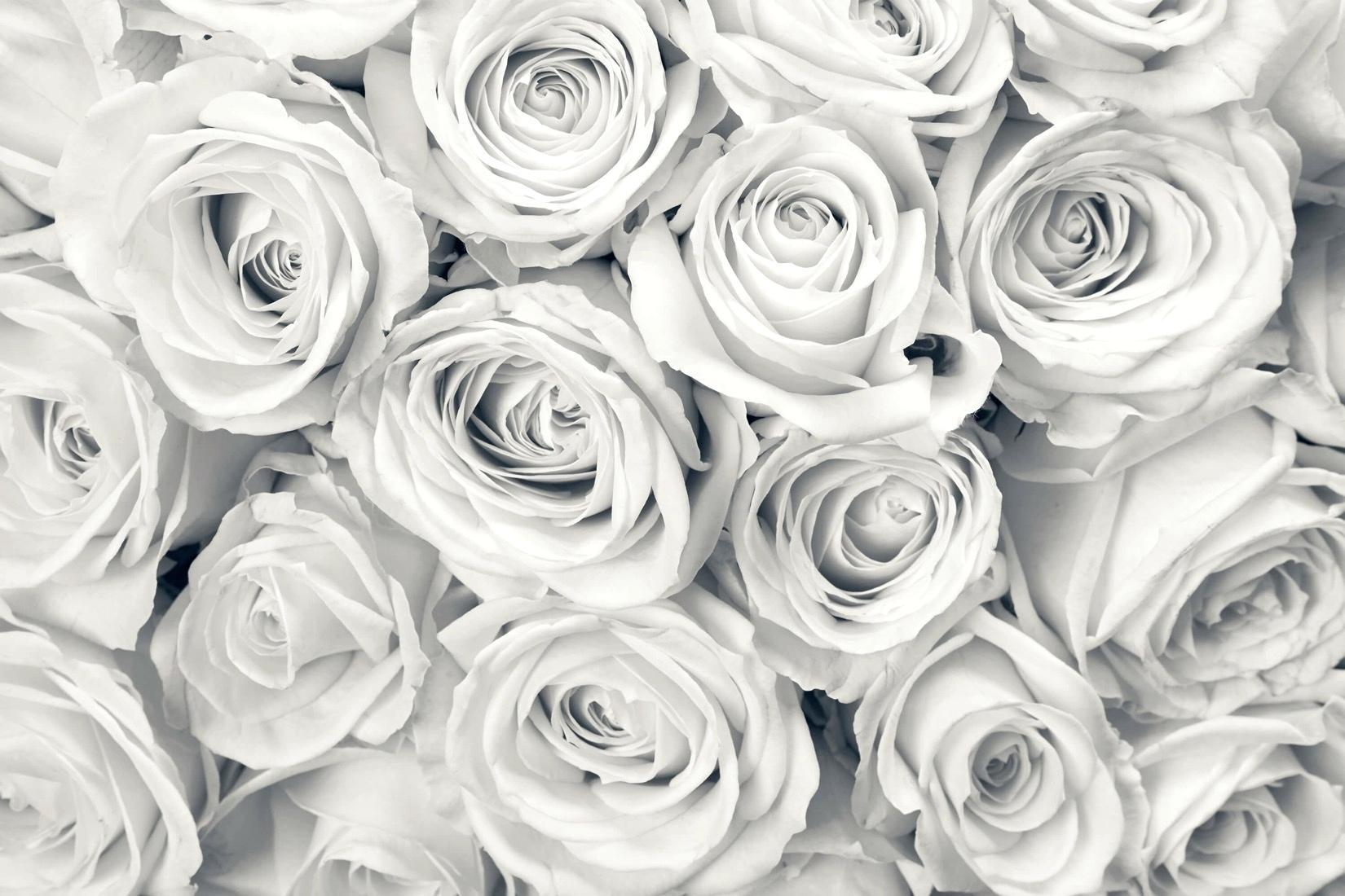 White Rose Aesthetic Wallpapers Top Free White Rose Aesthetic