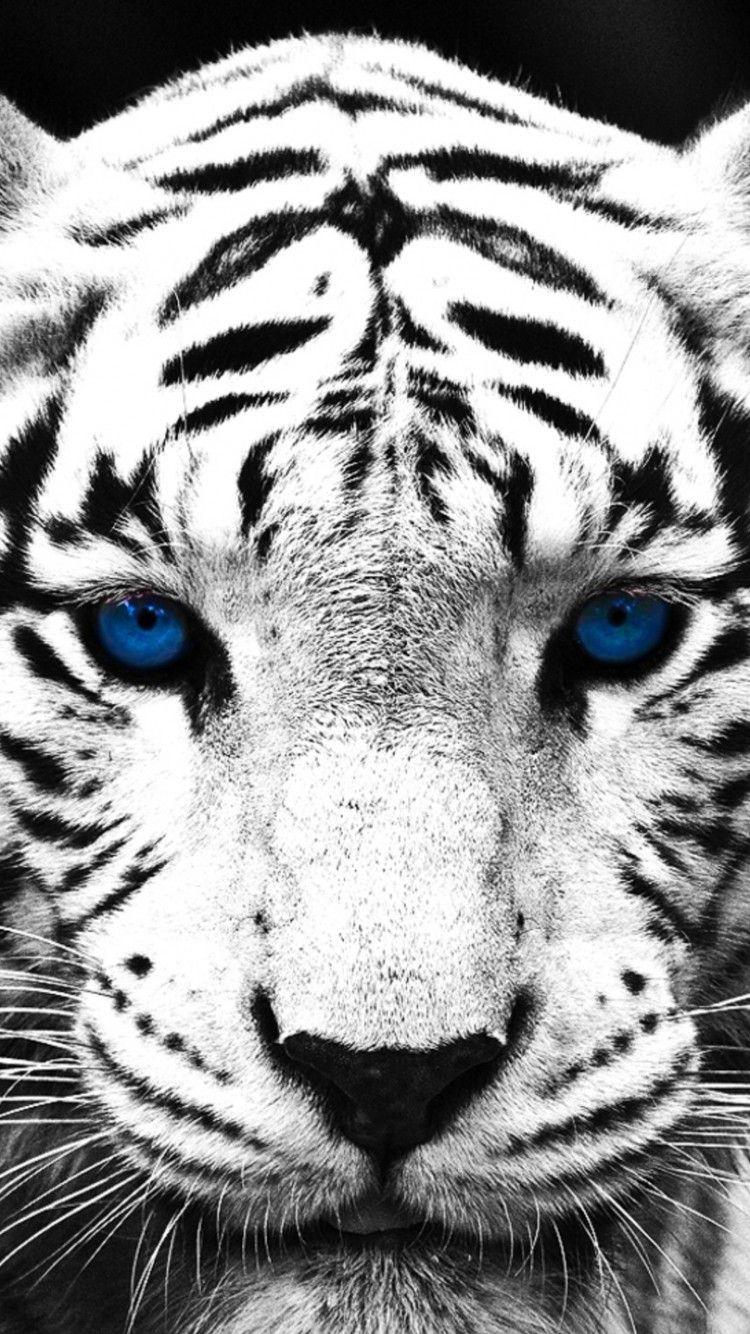 White Tiger Phone Wallpapers Top Free White Tiger Phone Backgrounds WallpaperAccess