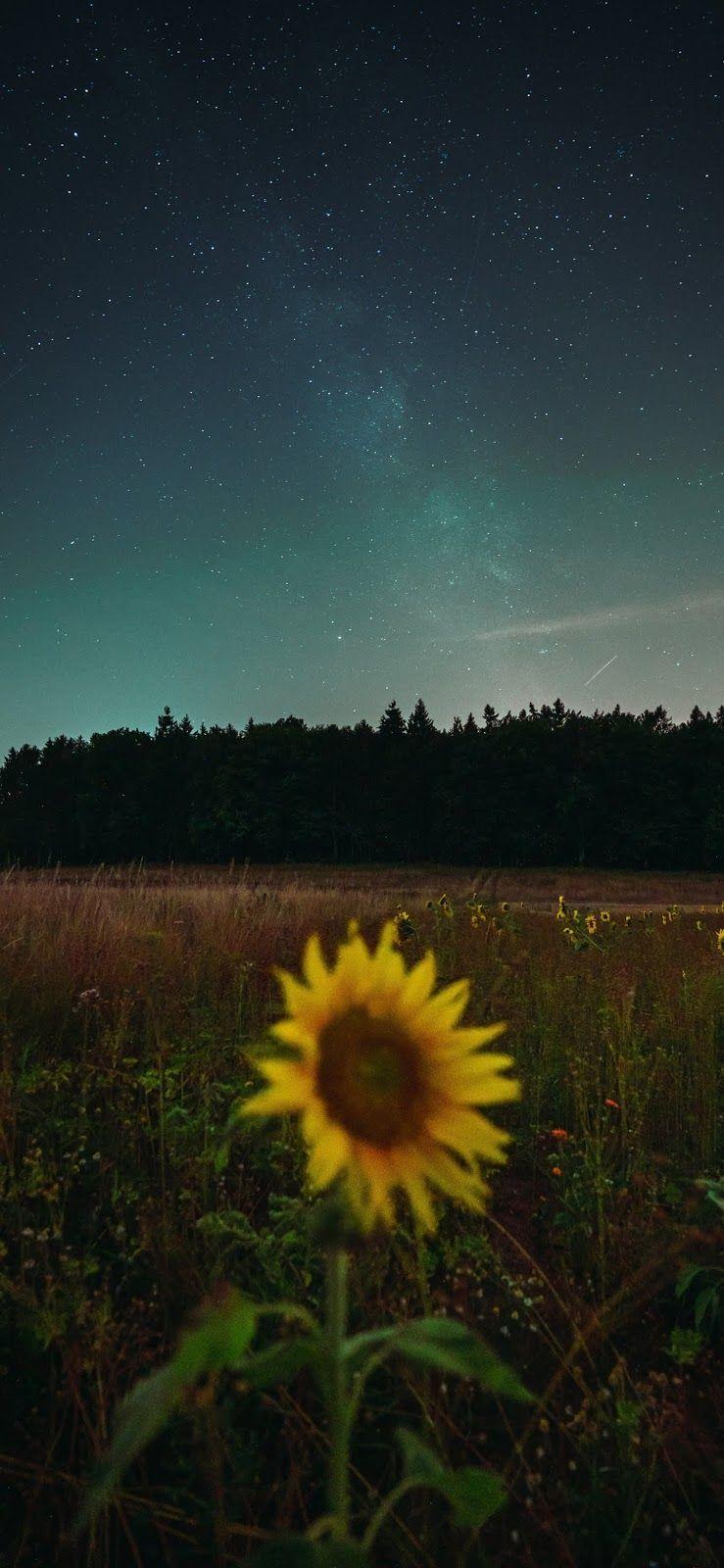 Aesthetic iPhone 11 Wallpapers Top Free Aesthetic iPhone 11 Backgrounds WallpaperAccess