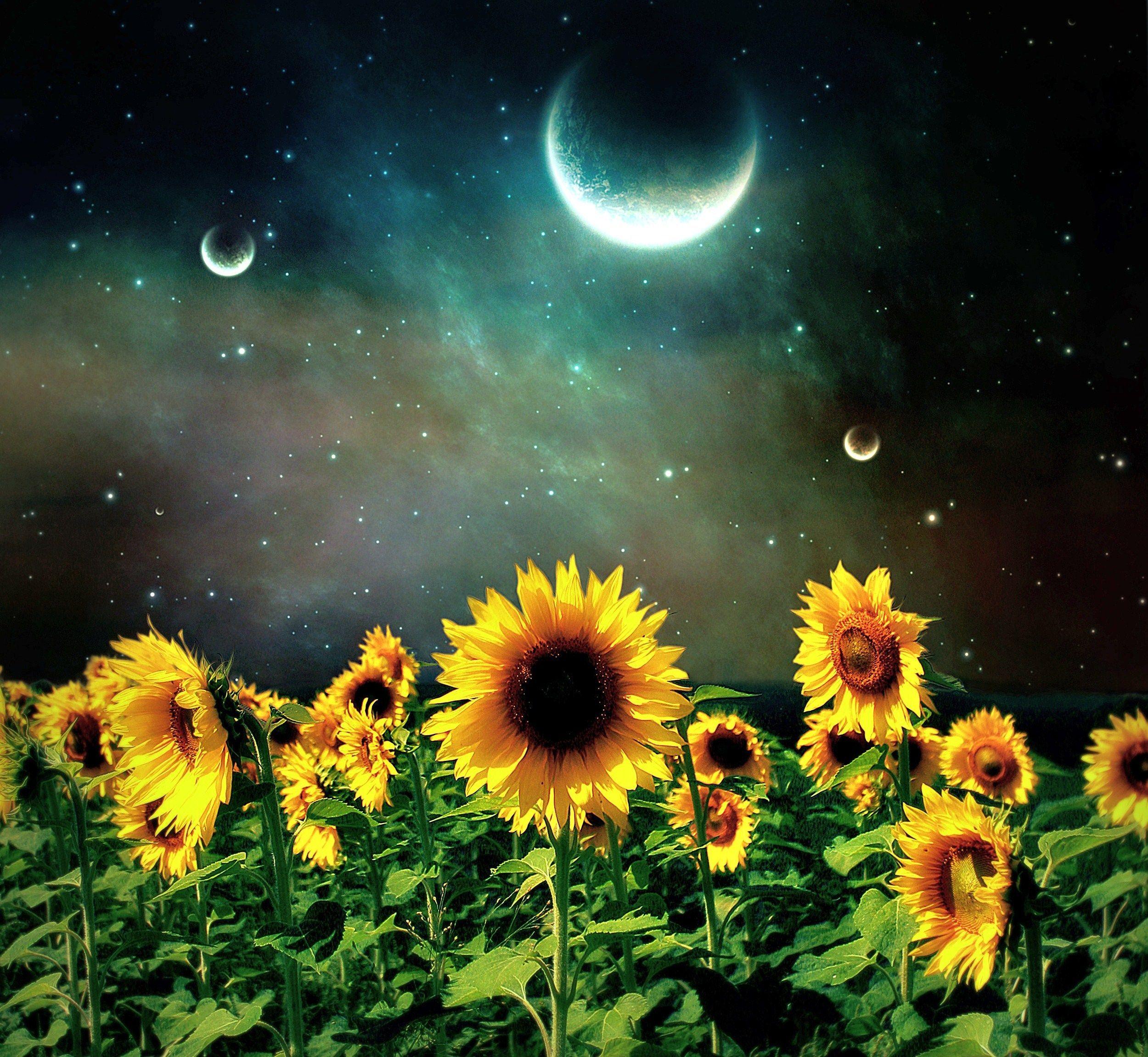 Night Sunflower Wallpapers Top Free Night Sunflower Backgrounds