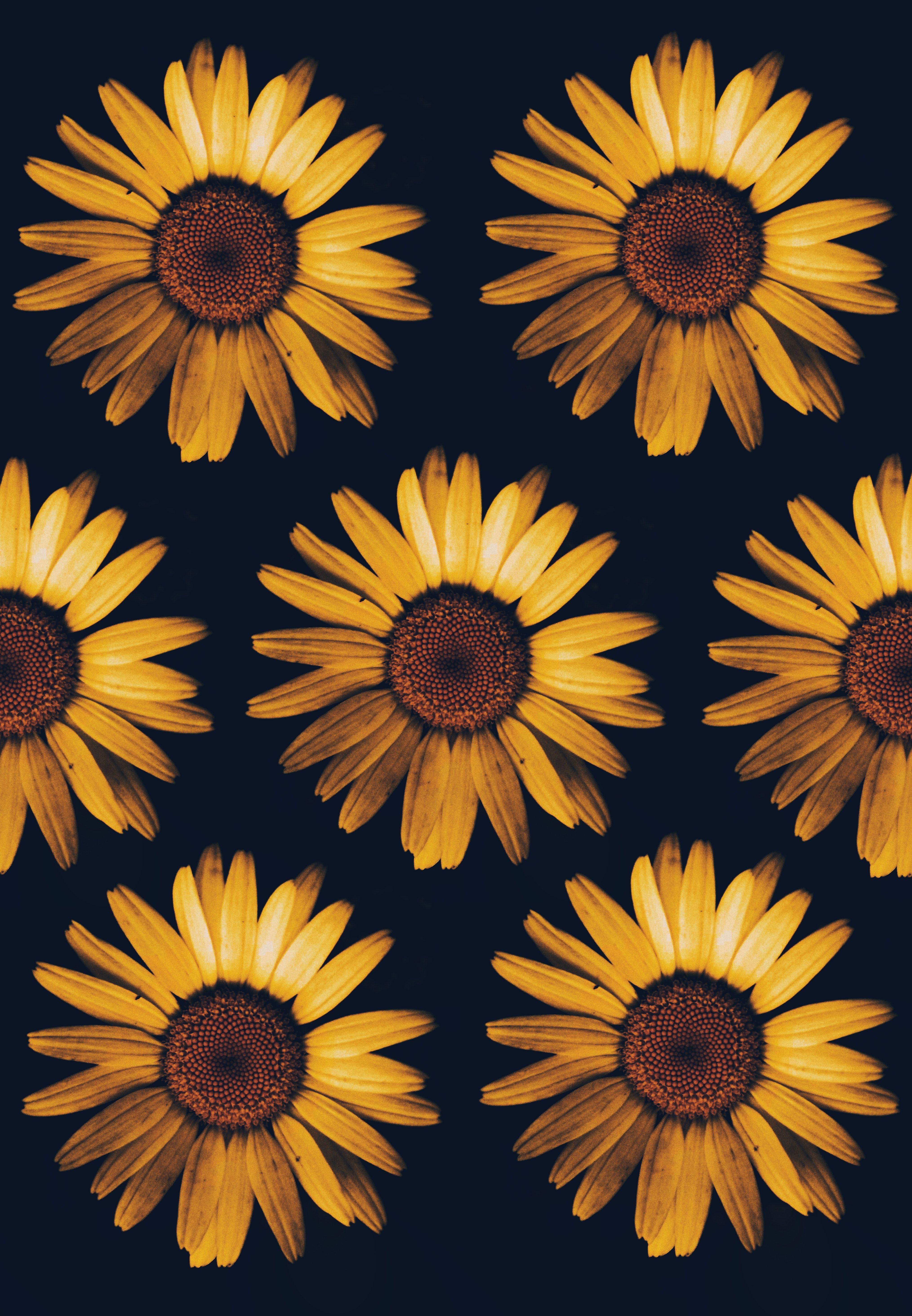 Cute Sunflower Wallpapers Top Free Cute Sunflower Backgrounds