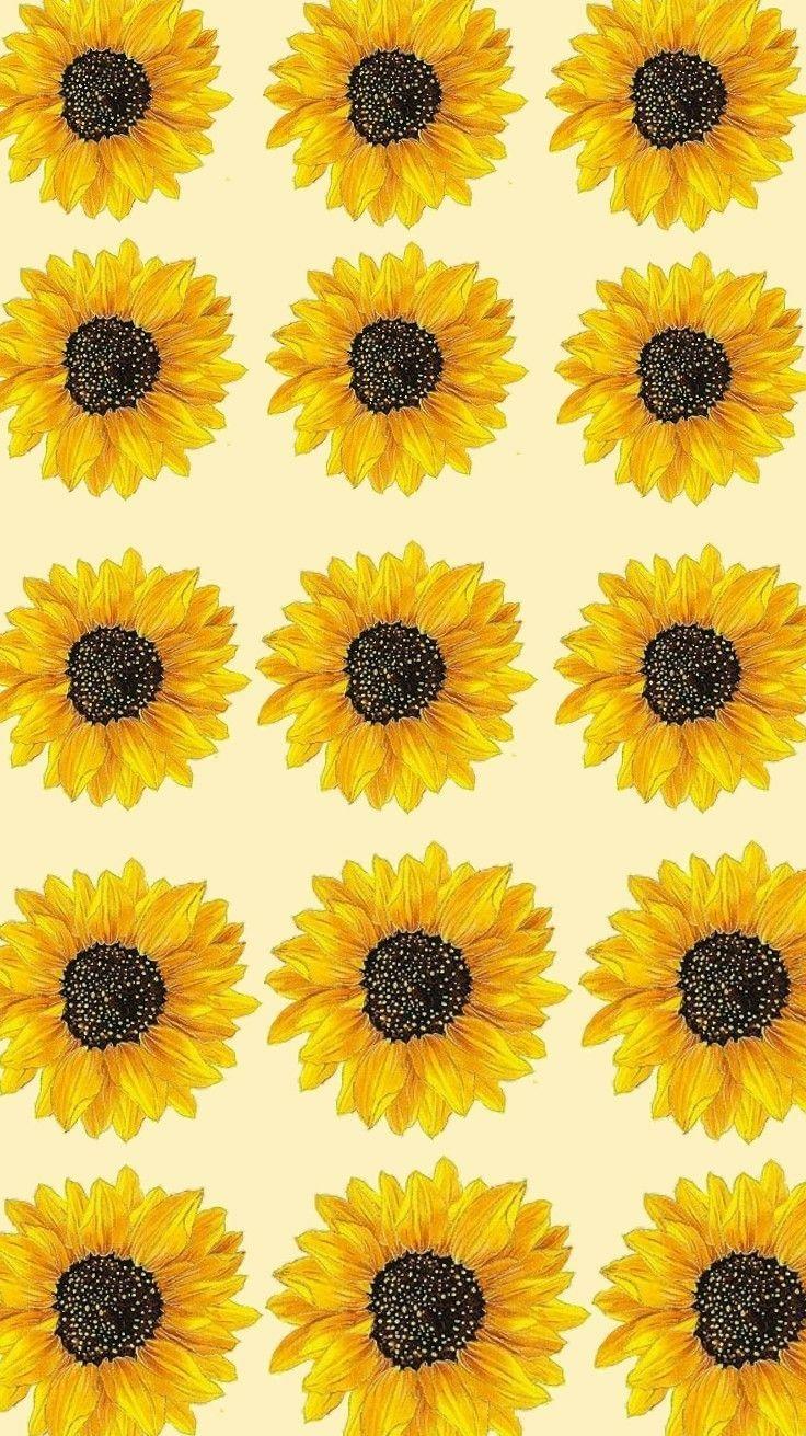 Sunflower Drawing Wallpapers Top Free Sunflower Drawing Backgrounds WallpaperAccess
