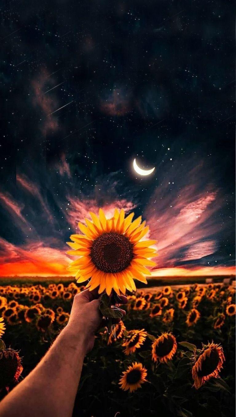 Night Sunflower Wallpapers Top Free Night Sunflower Backgrounds