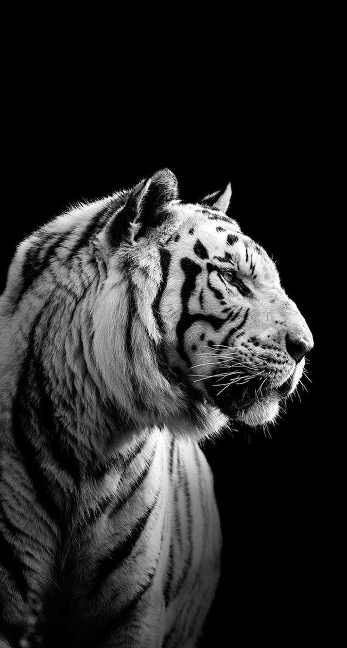 White Tiger Phone Wallpapers Top Free White Tiger Phone Backgrounds WallpaperAccess