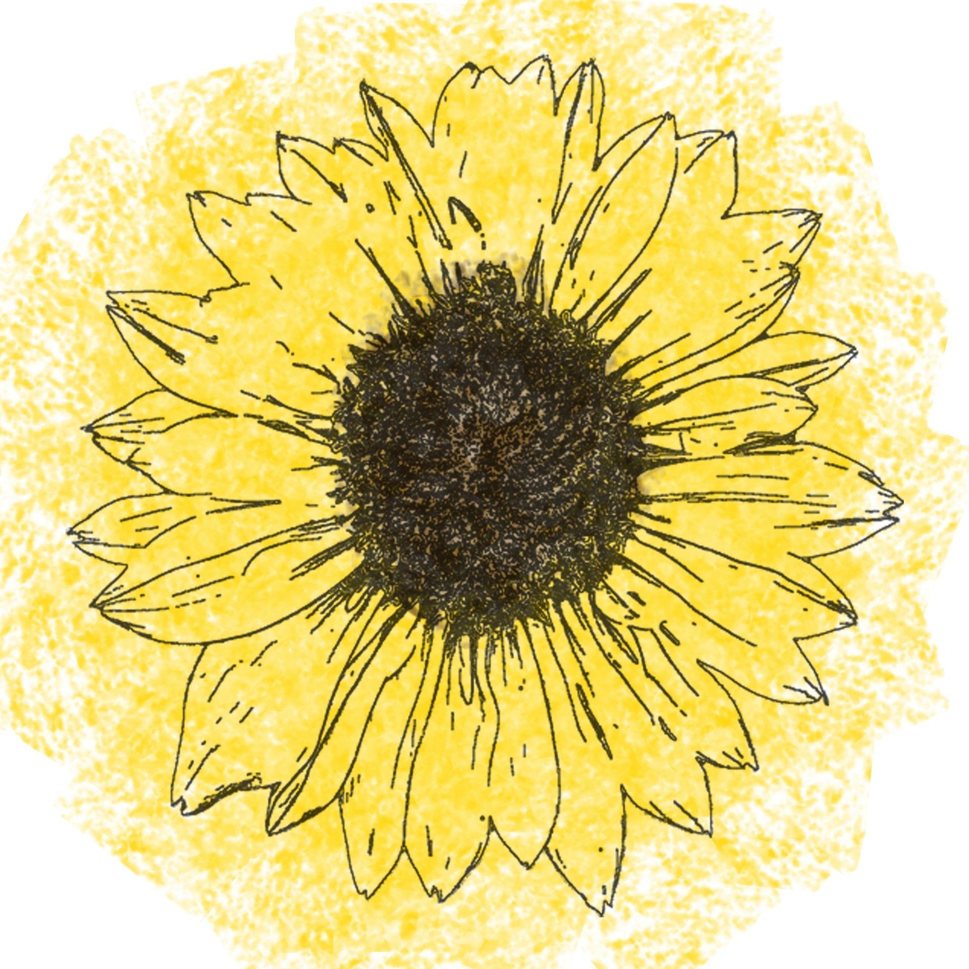 Sunflower Drawing Wallpapers Top Free Sunflower Drawing Backgrounds WallpaperAccess
