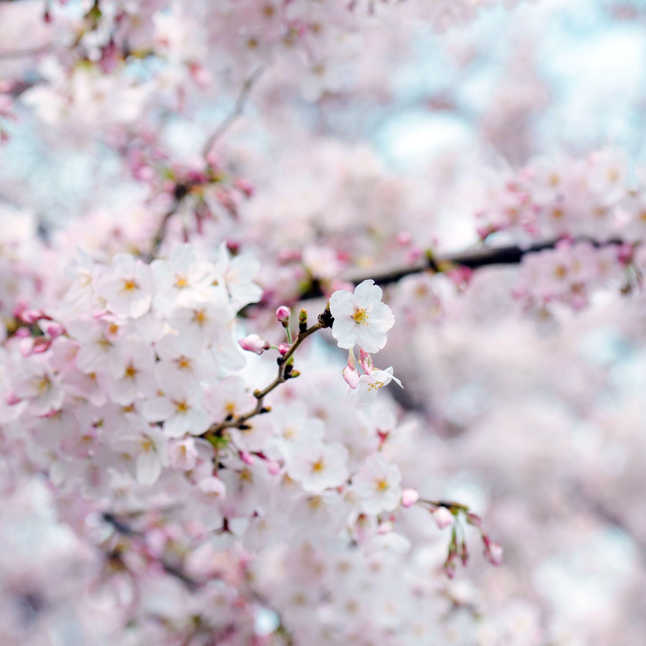 Sakura Blossom Wallpapers Top Free Sakura Blossom Backgrounds