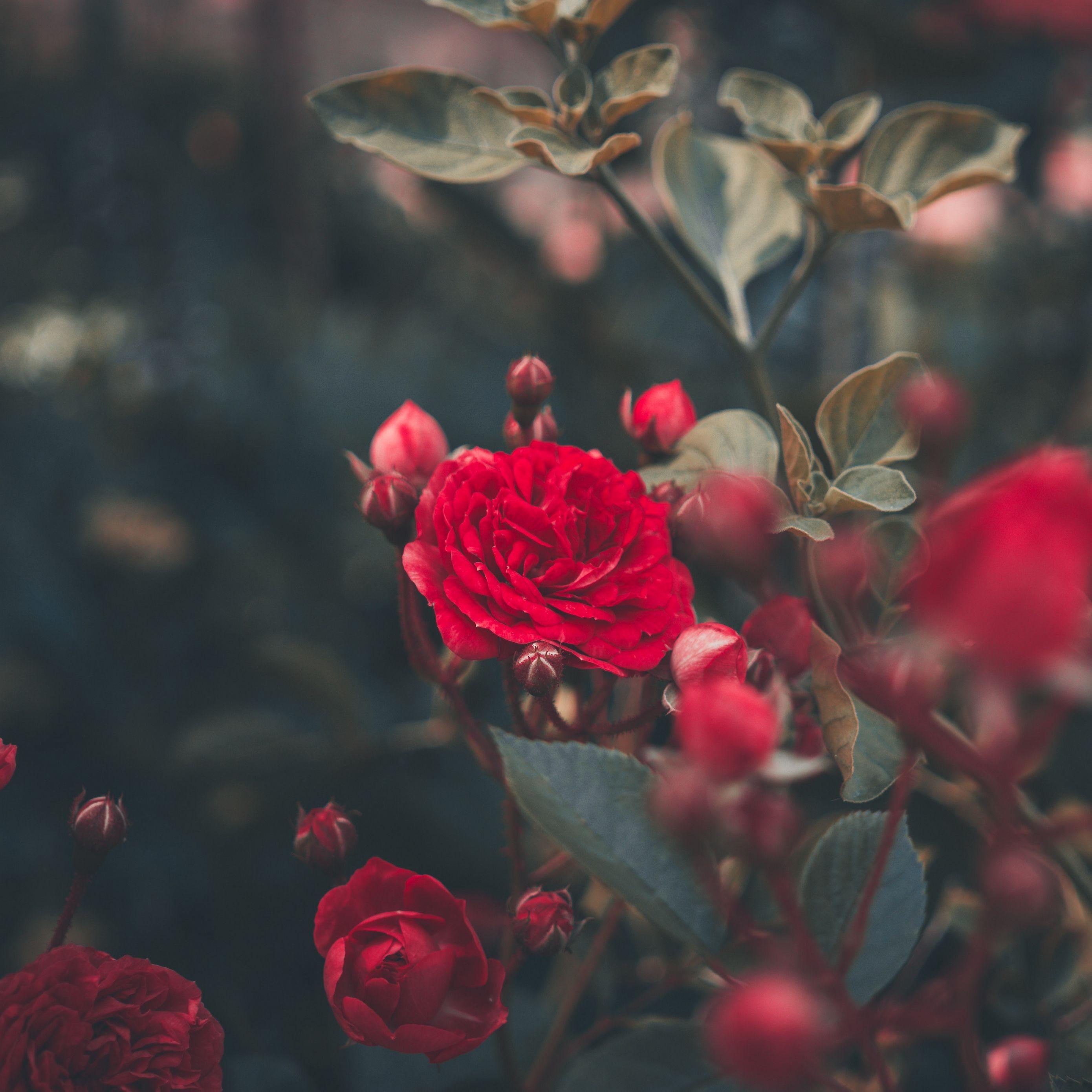 Rose iPad Wallpapers Top Free Rose iPad Backgrounds WallpaperAccess