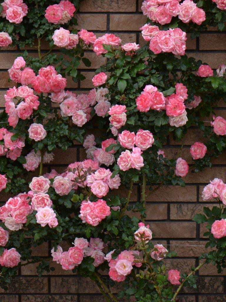 Rose iPad Wallpapers Top Free Rose iPad Backgrounds WallpaperAccess