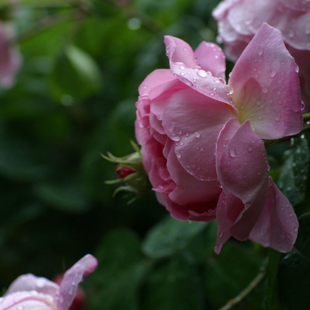 Rose iPad Wallpapers Top Free Rose iPad Backgrounds WallpaperAccess