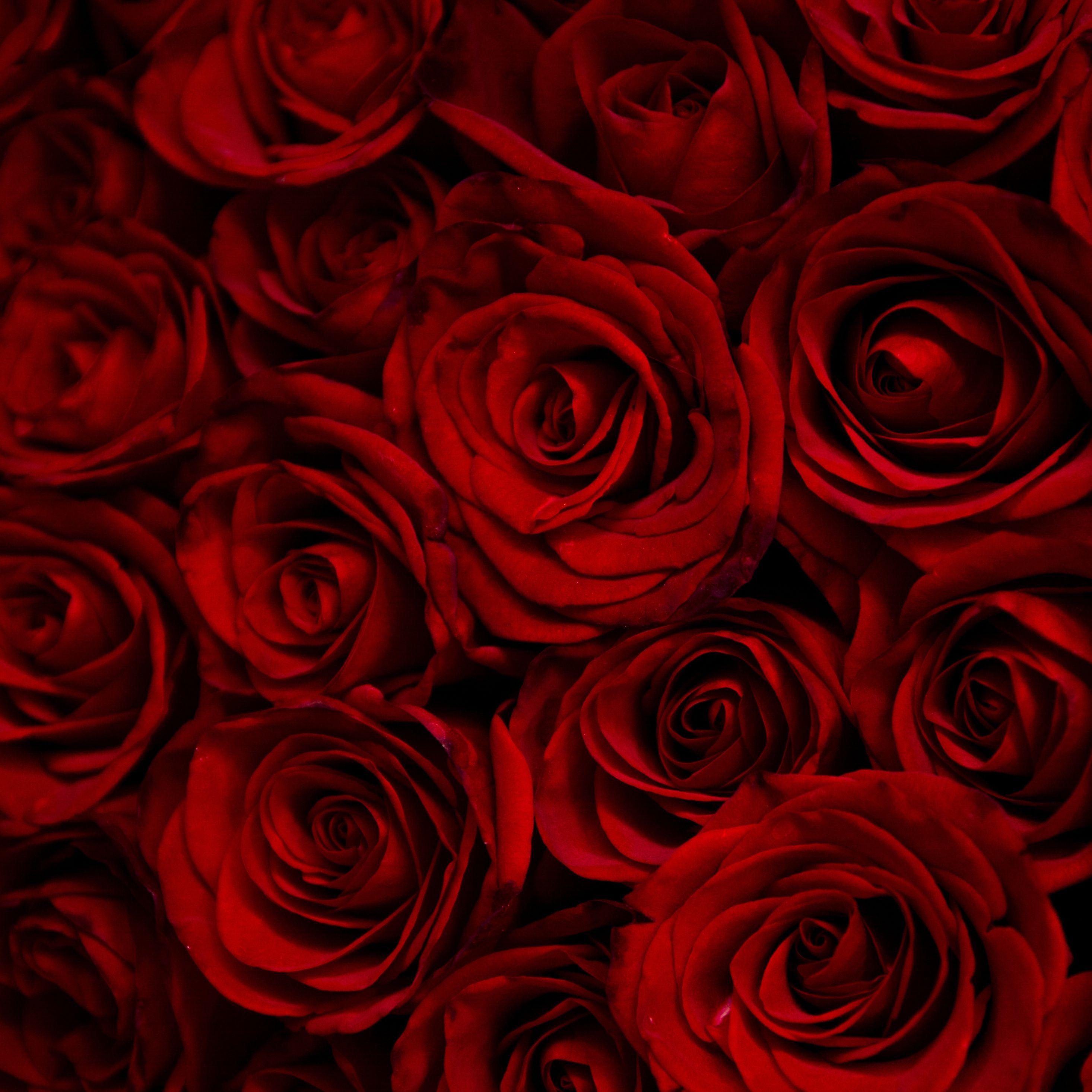 Rose iPad Wallpapers Top Free Rose iPad Backgrounds WallpaperAccess