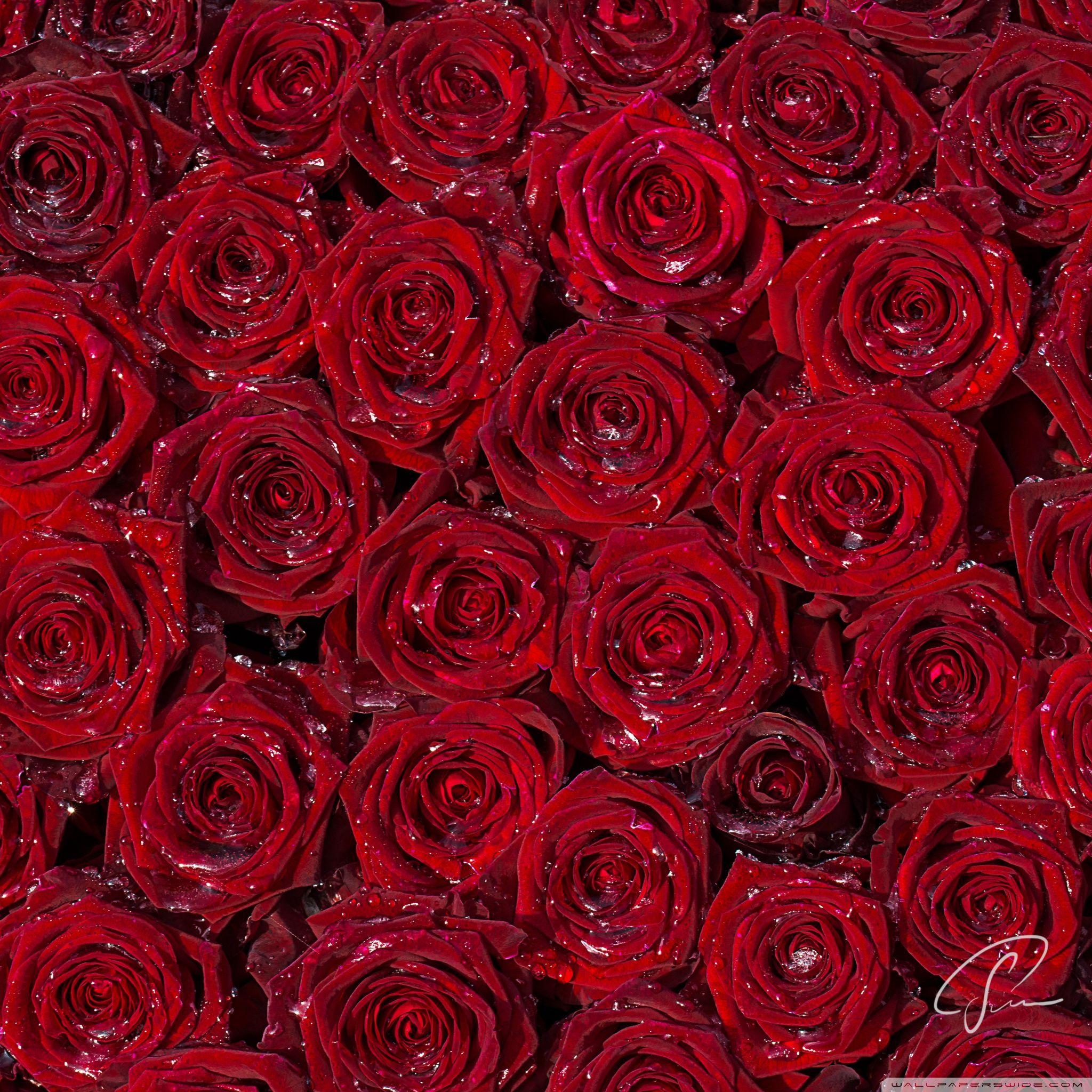 Rose iPad Wallpapers Top Free Rose iPad Backgrounds WallpaperAccess