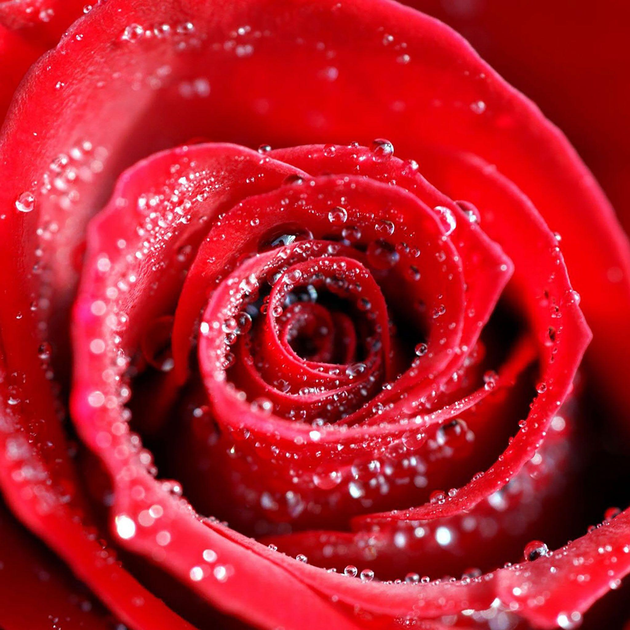 Rose iPad Wallpapers Top Free Rose iPad Backgrounds WallpaperAccess