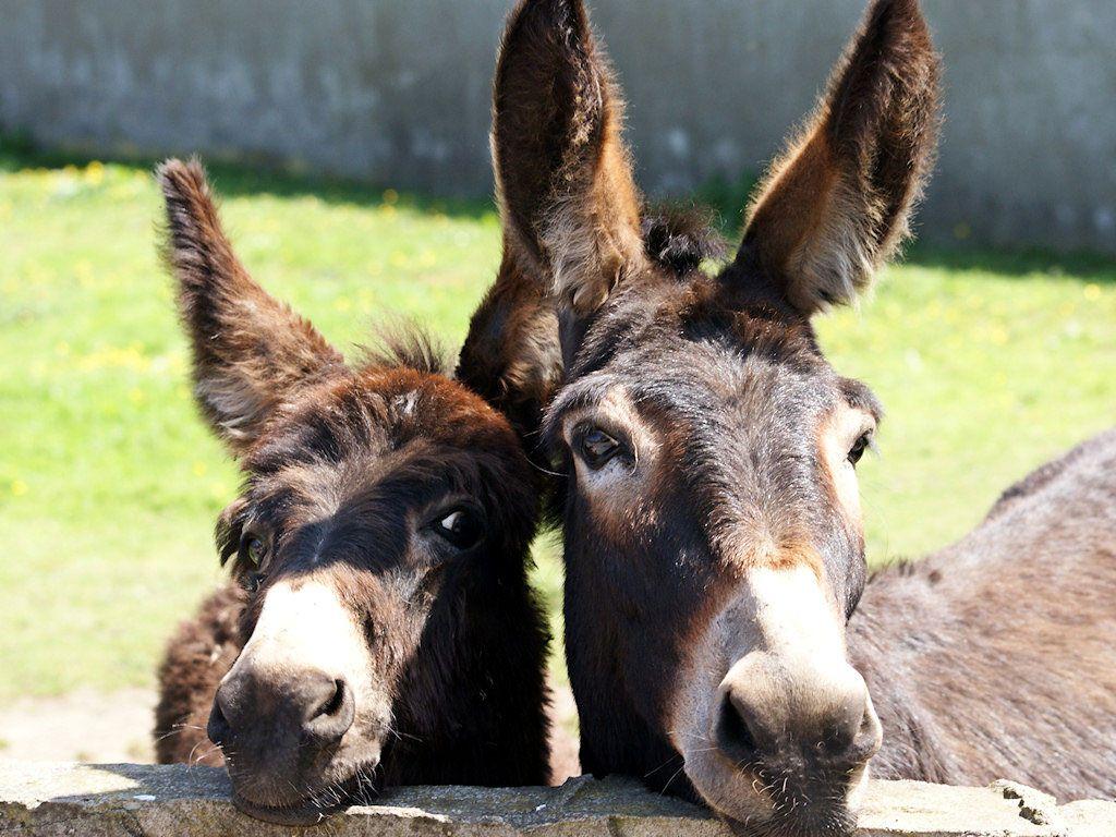 Donkey Wallpapers Top Free Donkey Backgrounds WallpaperAccess