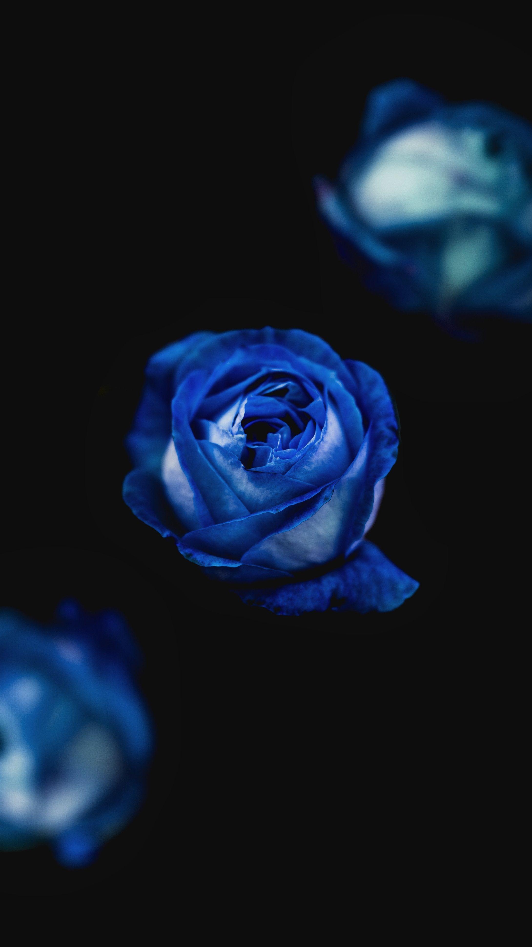 Blue Roses iPhone Wallpapers Top Free Blue Roses iPhone Backgrounds