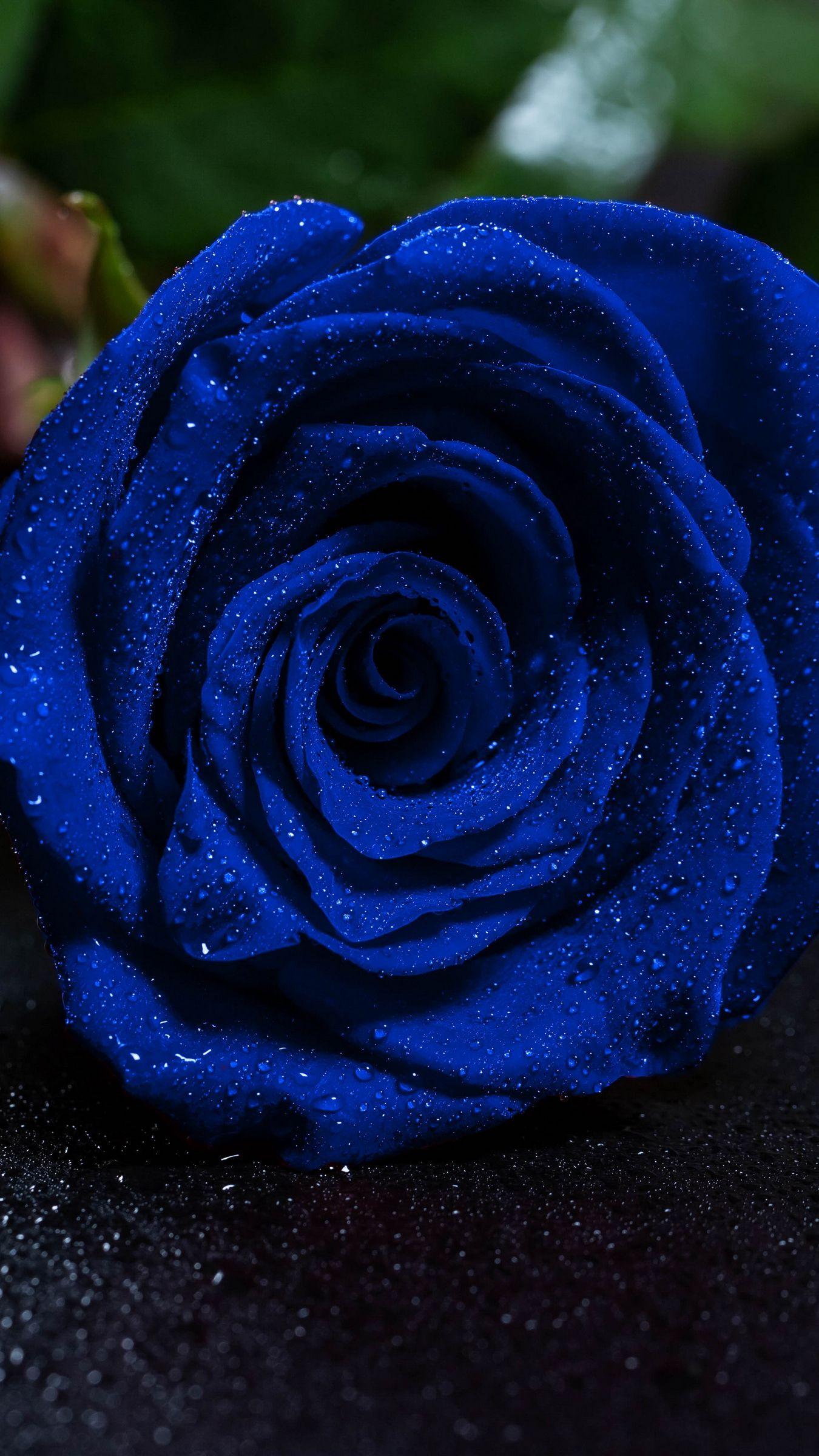 Blue Rose Images Hd Wallpaper Download Blue Rose Wallpapers Top Free