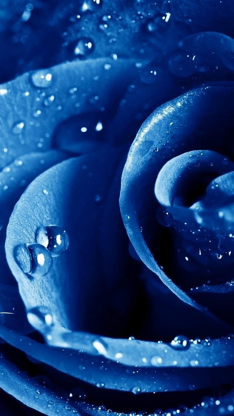 Blue Roses iPhone Wallpapers Top Free Blue Roses iPhone Backgrounds