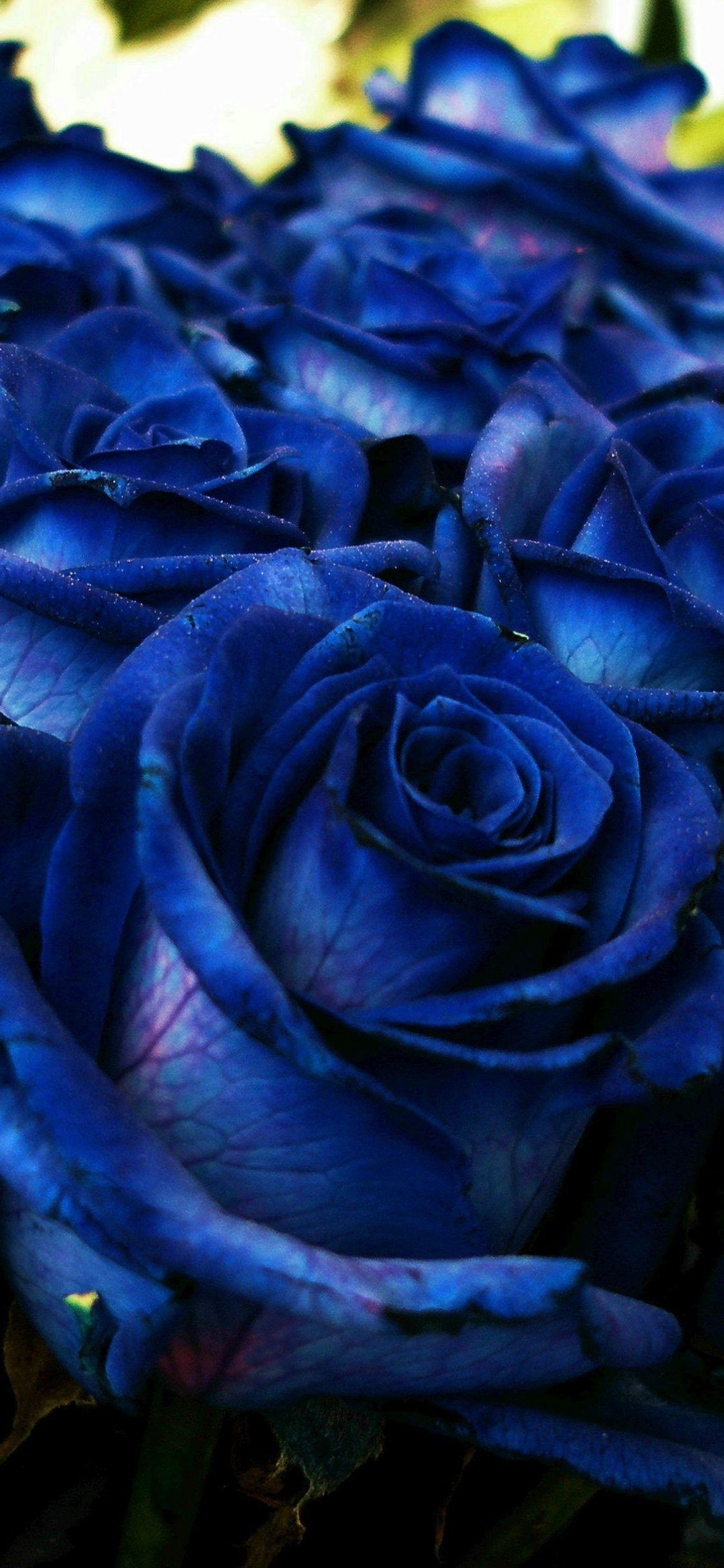 Blue Roses iPhone Wallpapers Top Free Blue Roses iPhone Backgrounds WallpaperAccess