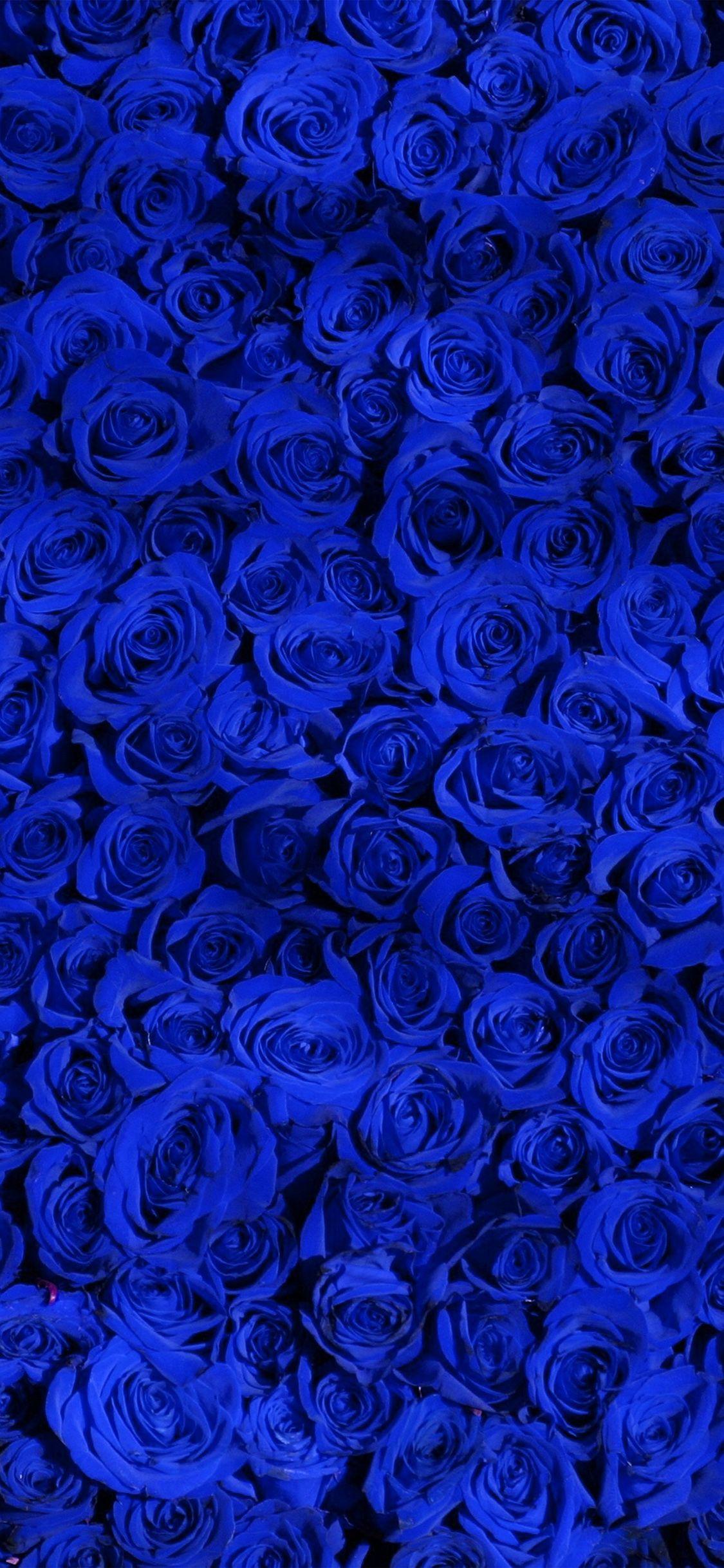 Blue Roses iPhone Wallpapers Top Free Blue Roses iPhone Backgrounds
